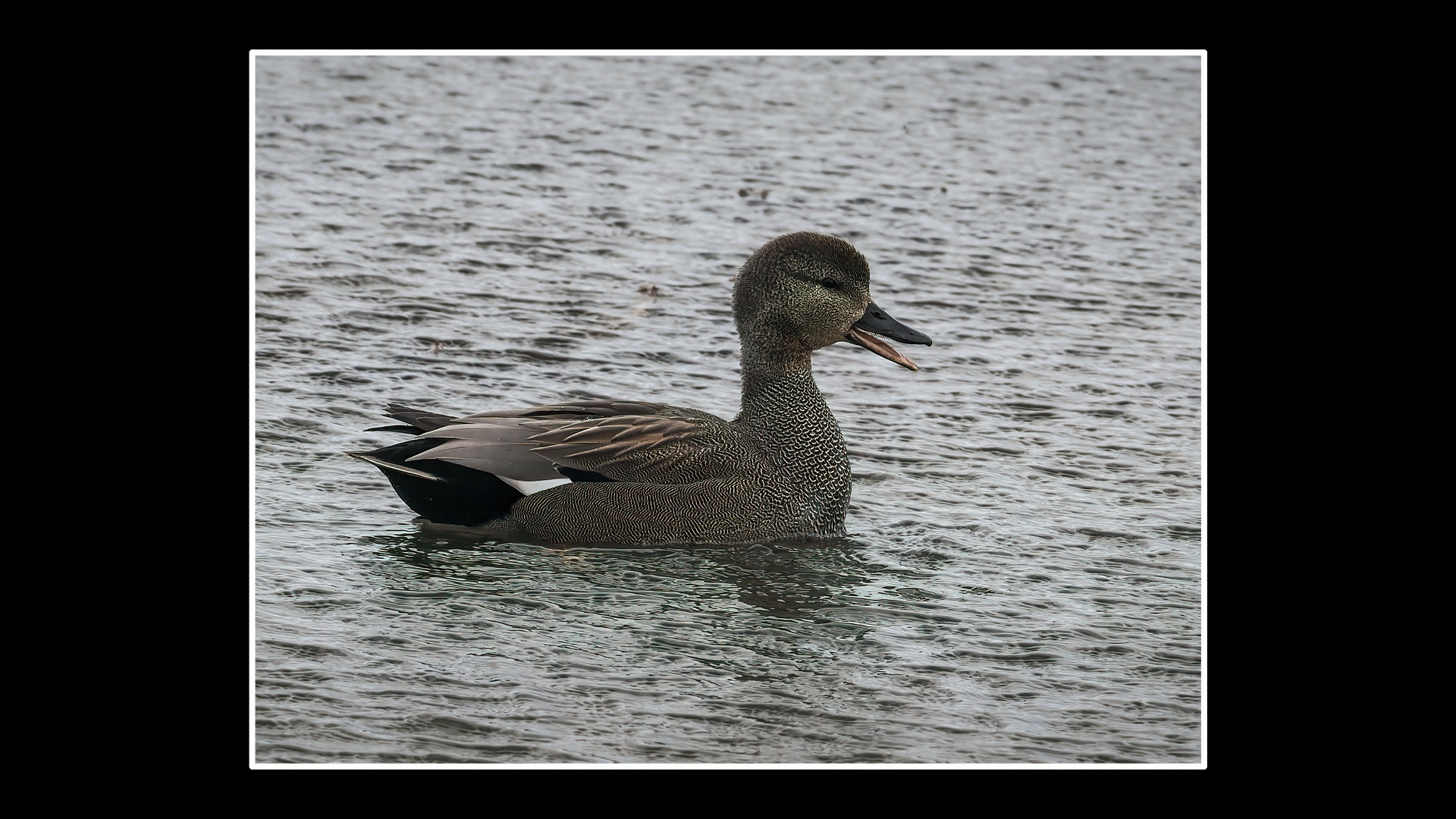 Gadwall