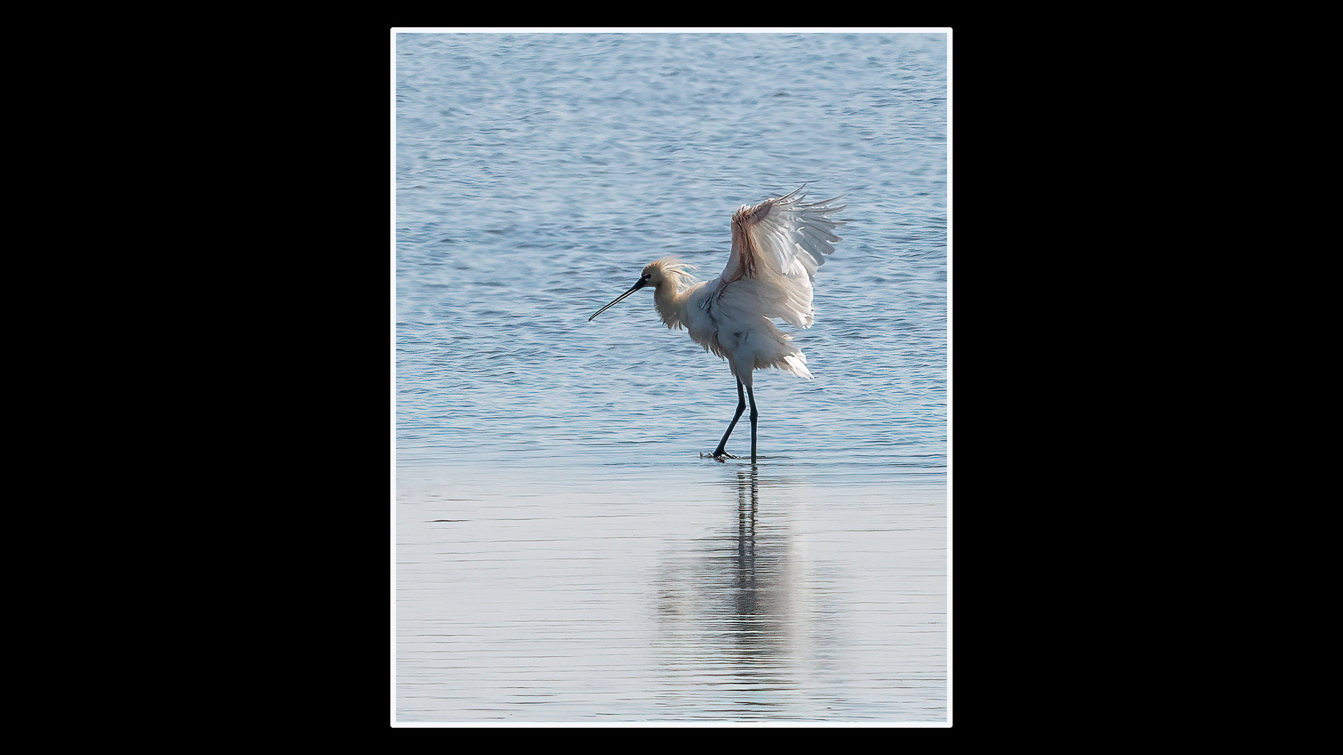 Spoonbill