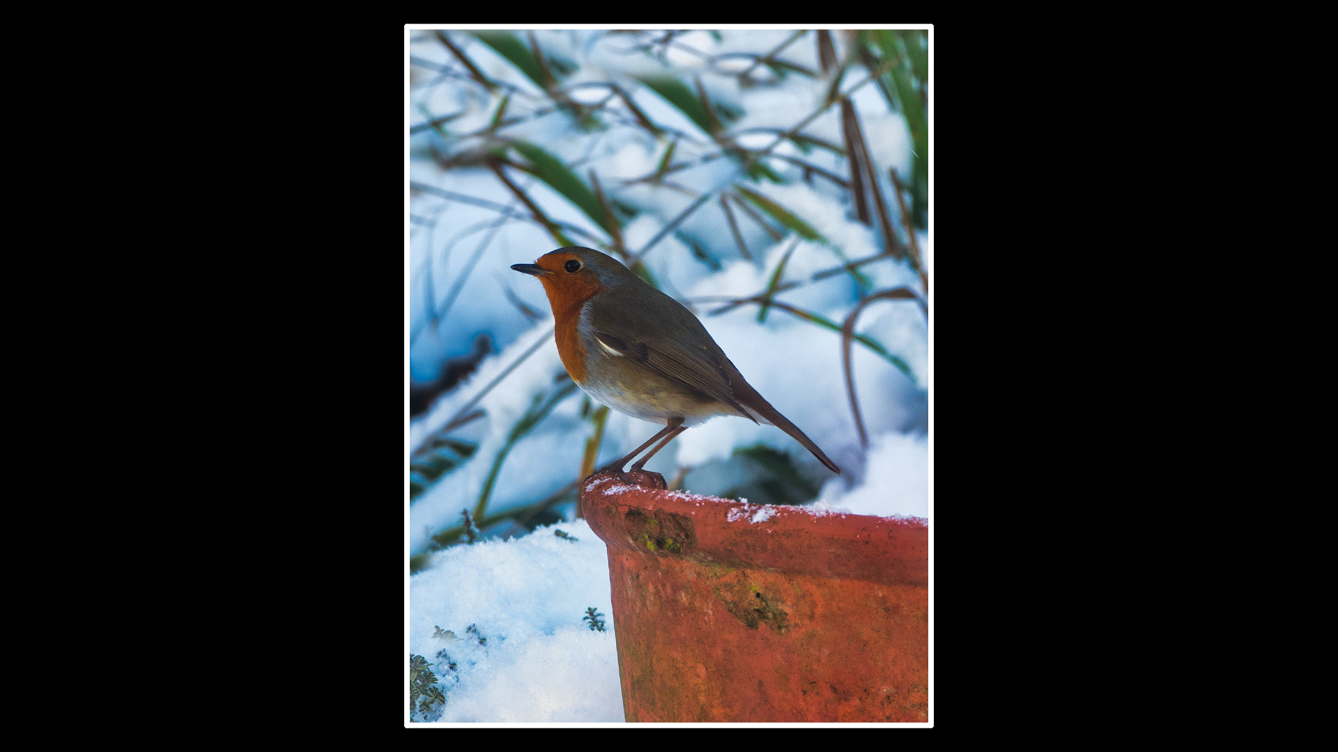 Robin