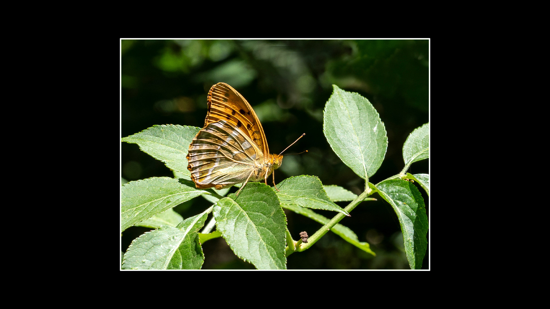 Silver-washed Fritillary