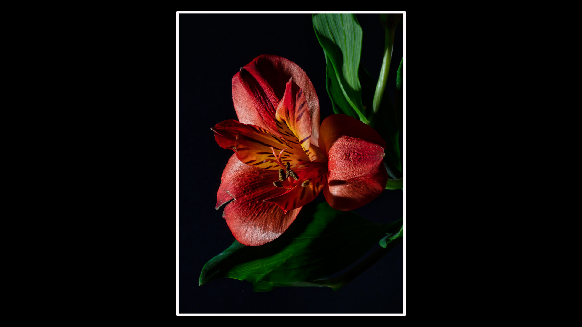 Alstroemeria