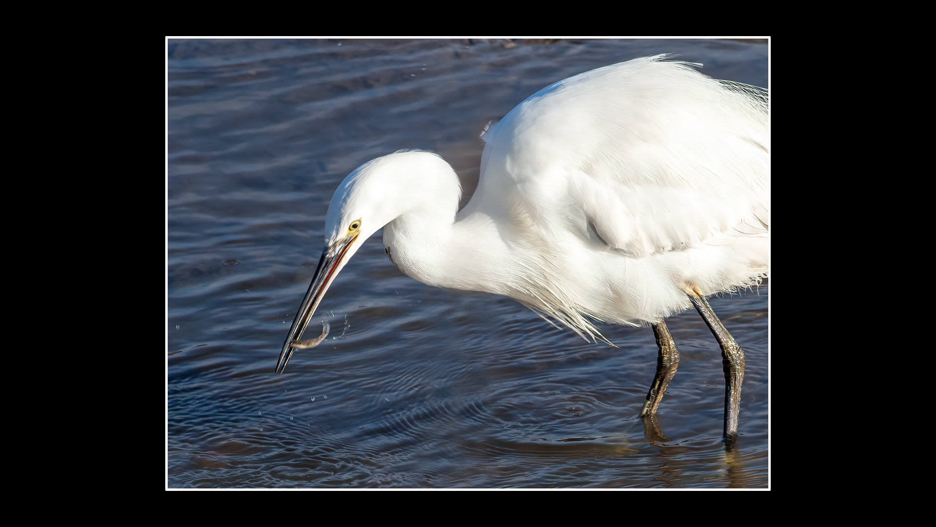 Little Egret