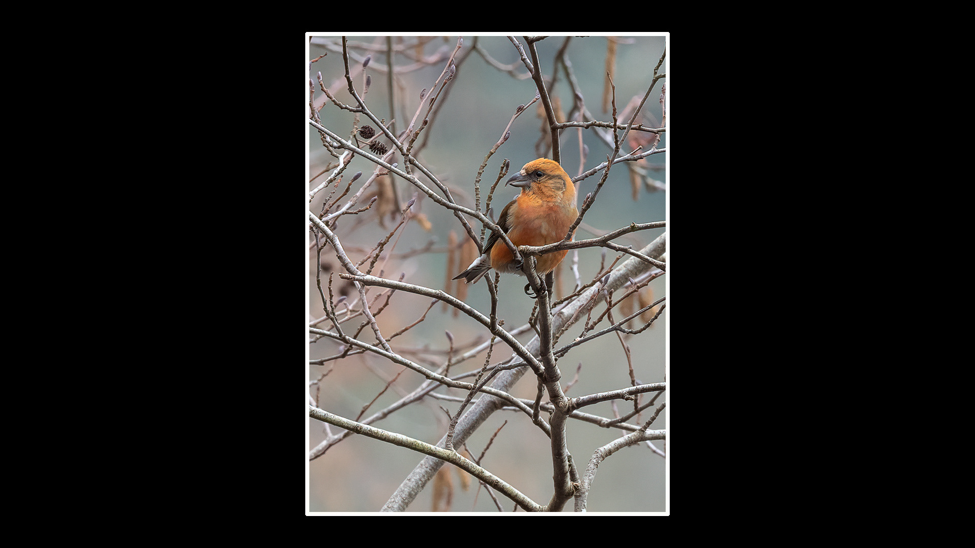 Crossbill (M)