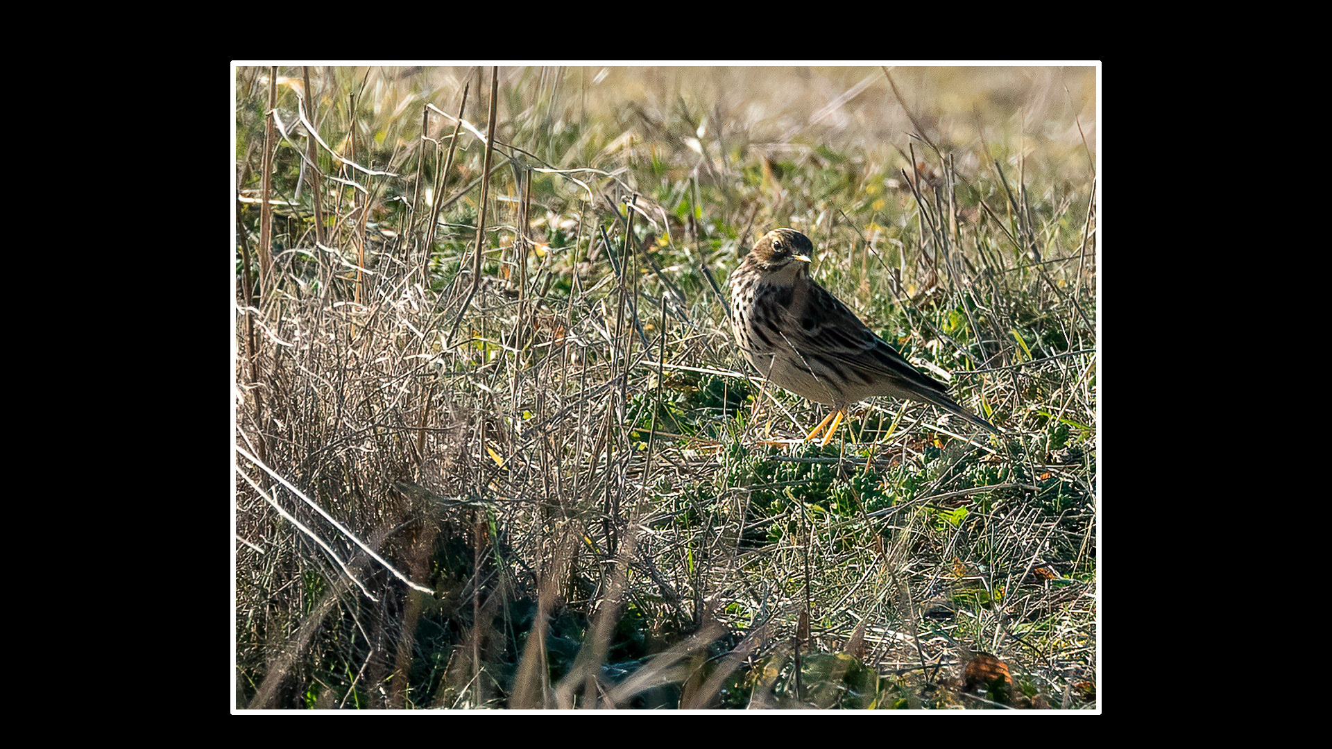 Meadow Pipit