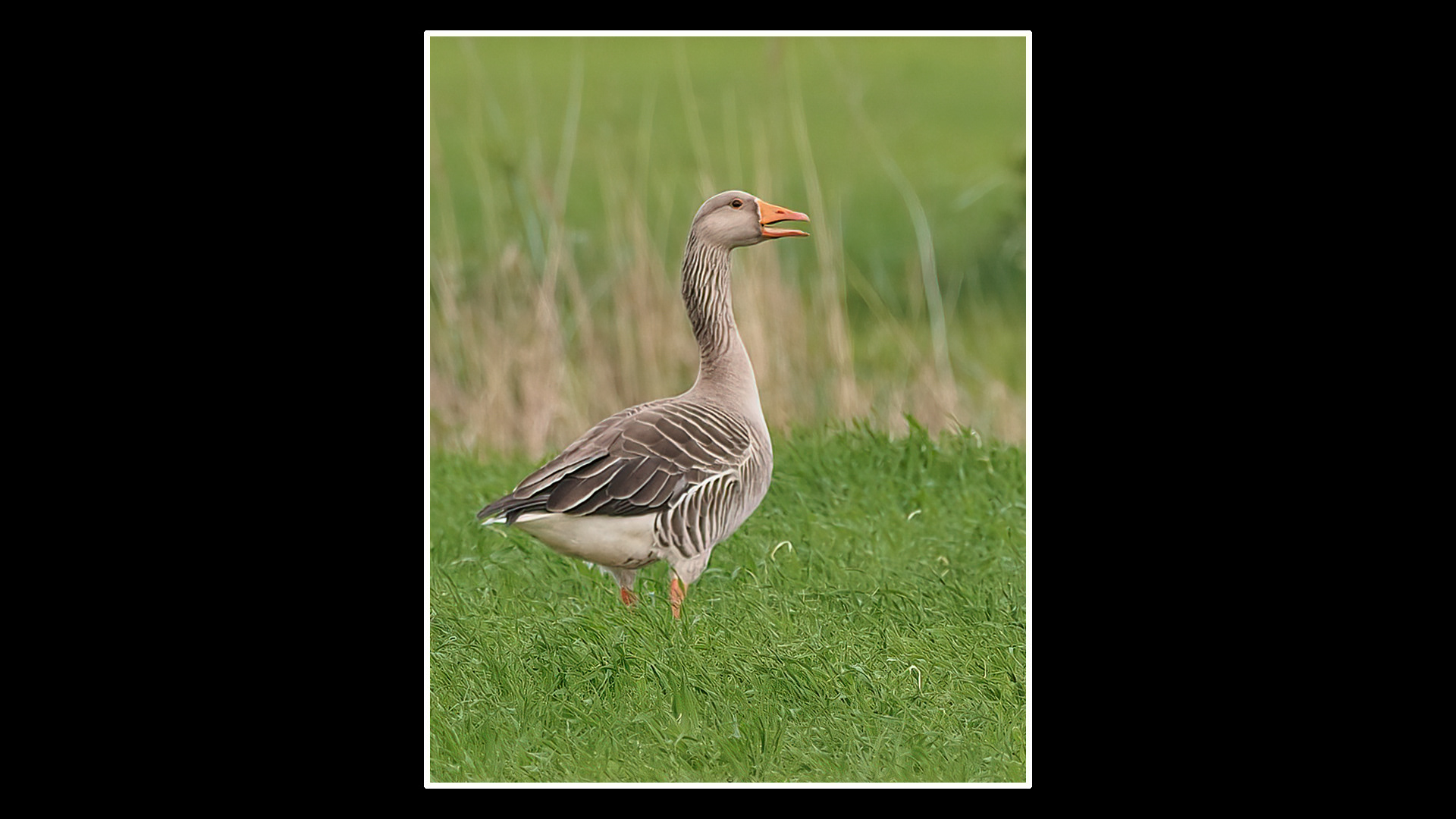 Greylag Goose