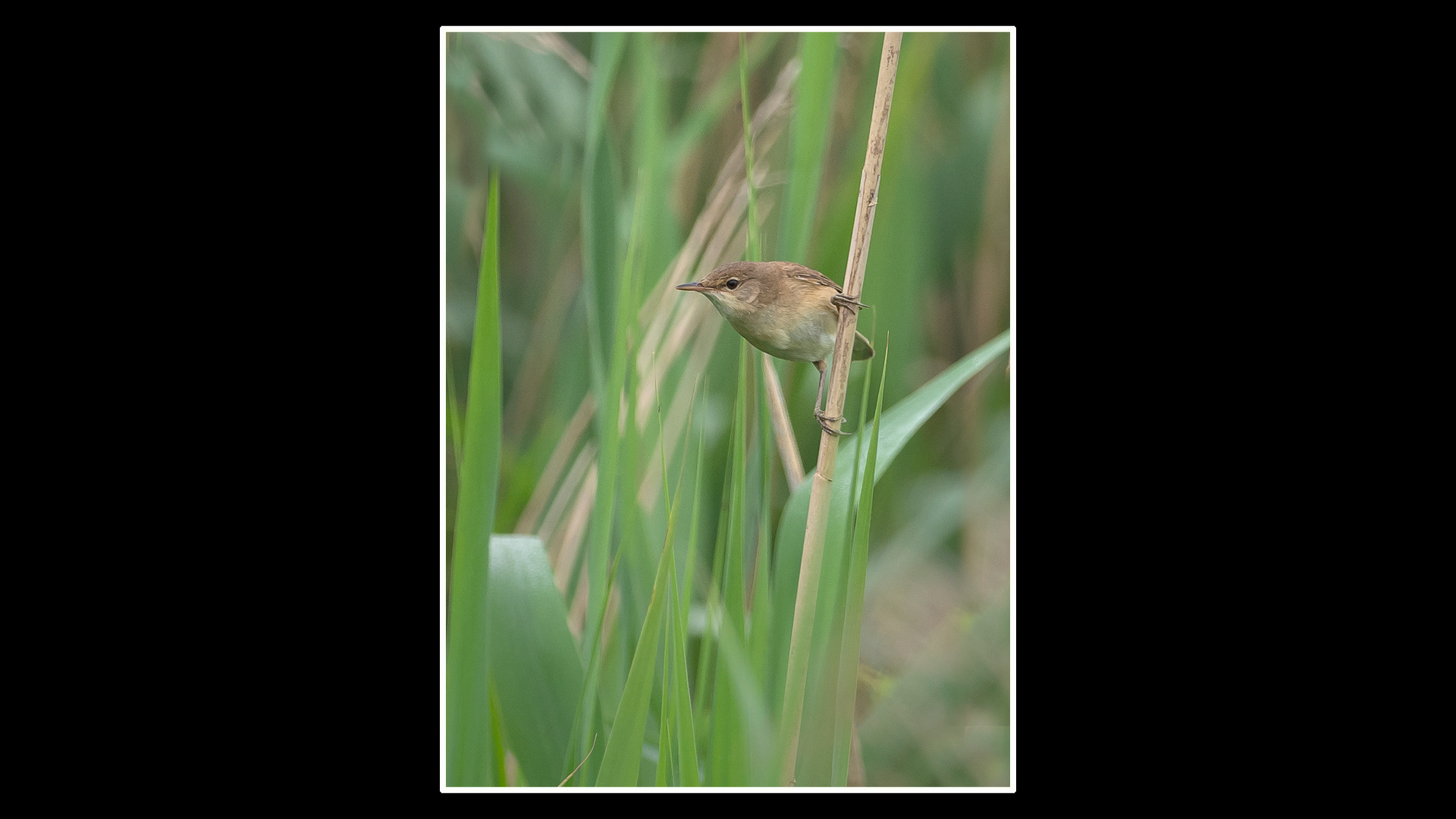 Reed Warbler