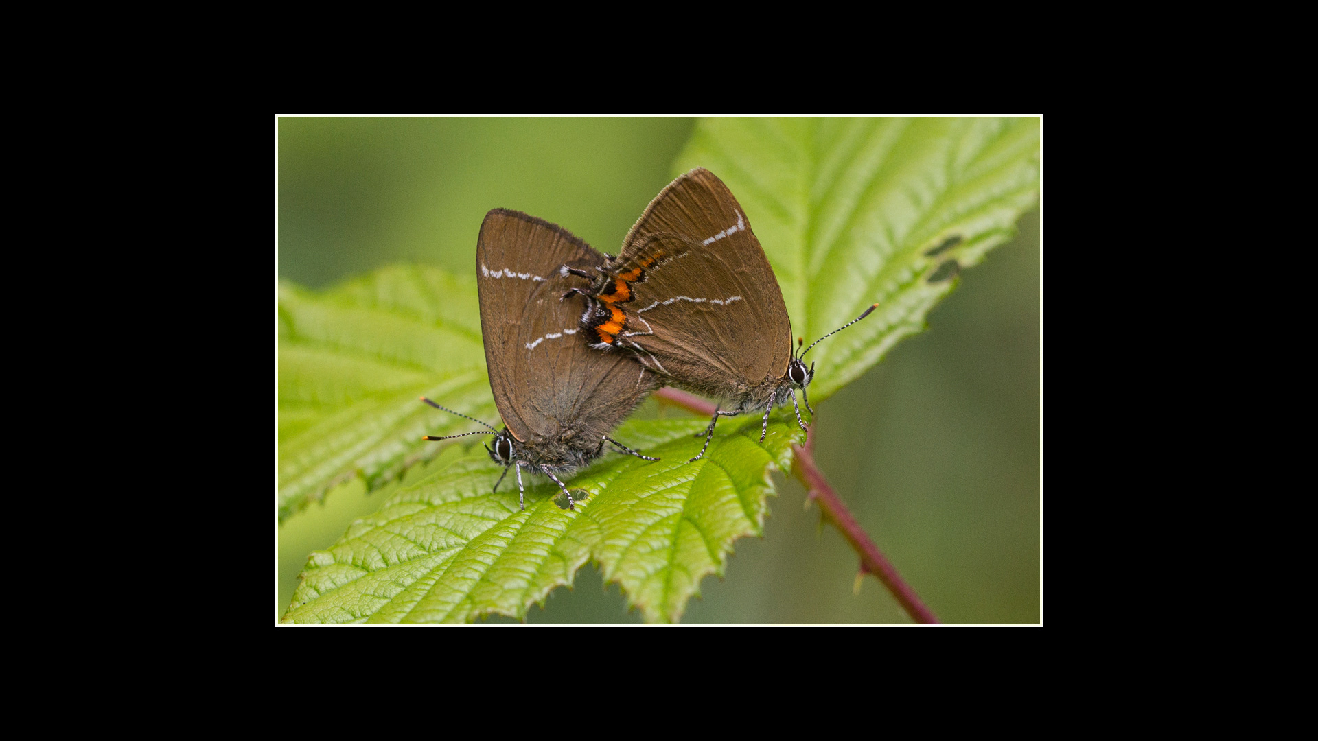 White-letter Hairstreak