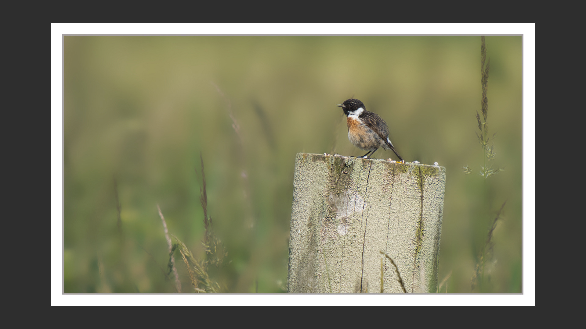 Stonechat