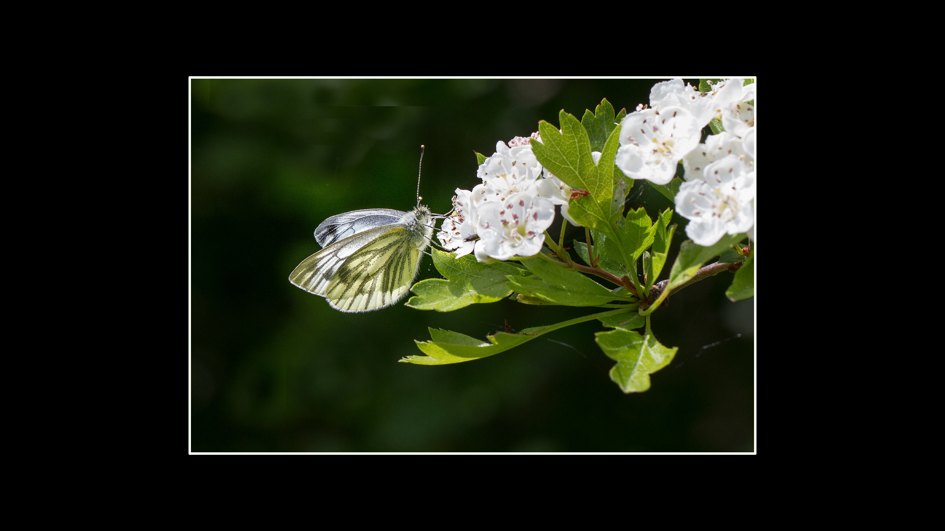 Green-veined White