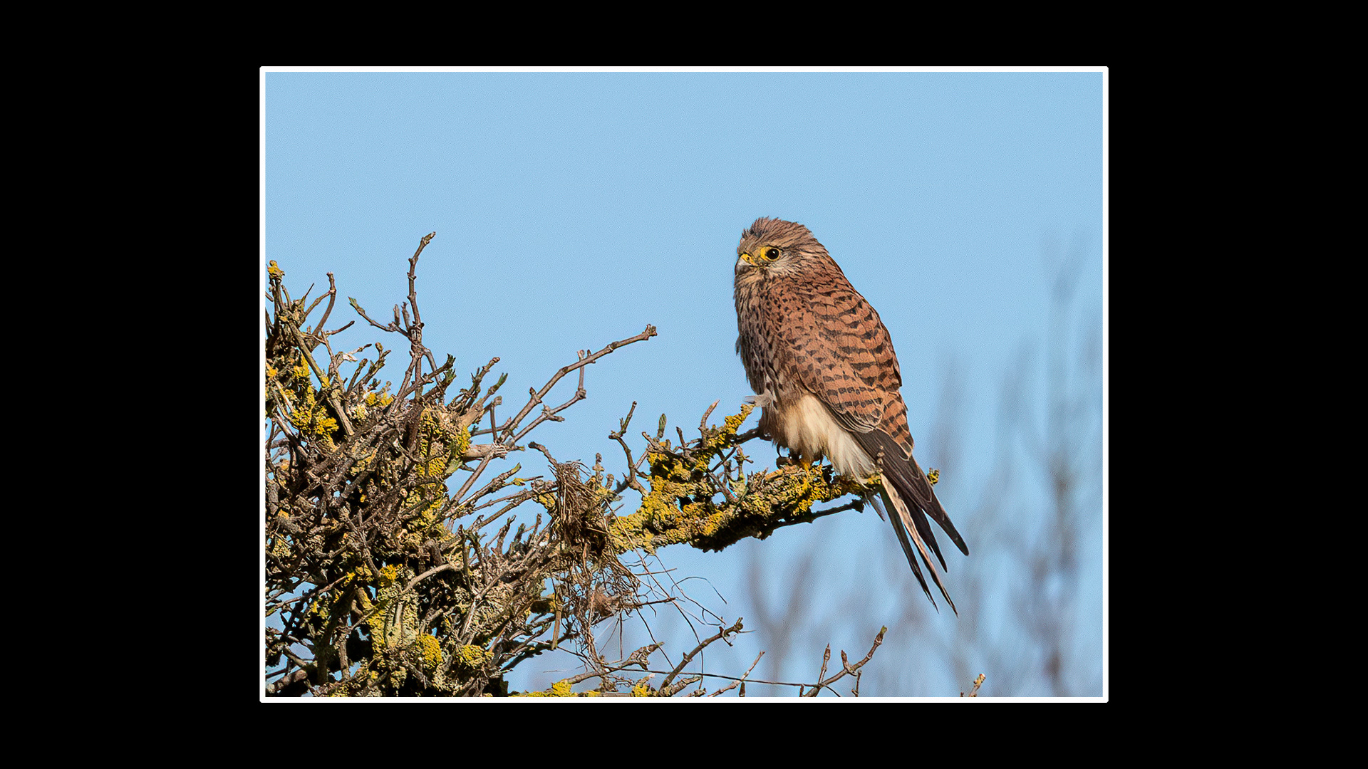 Kestrel
