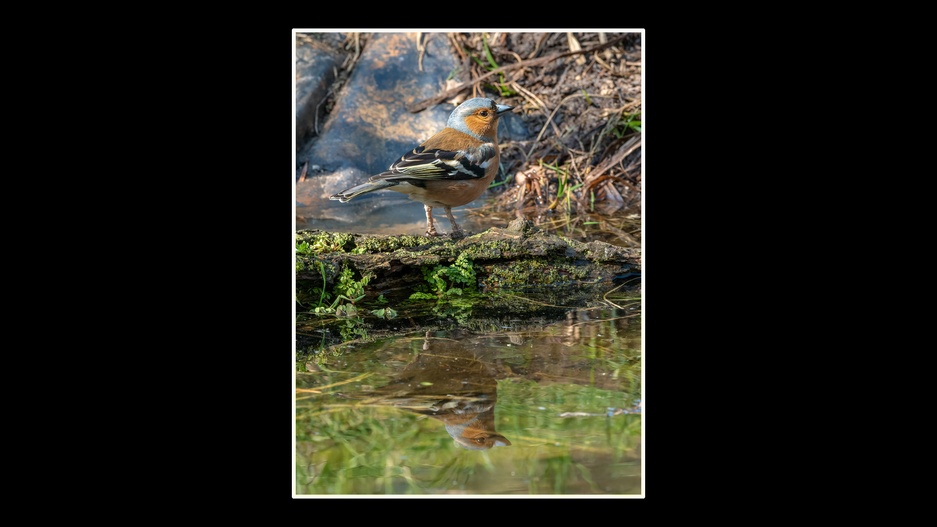 Chaffinch