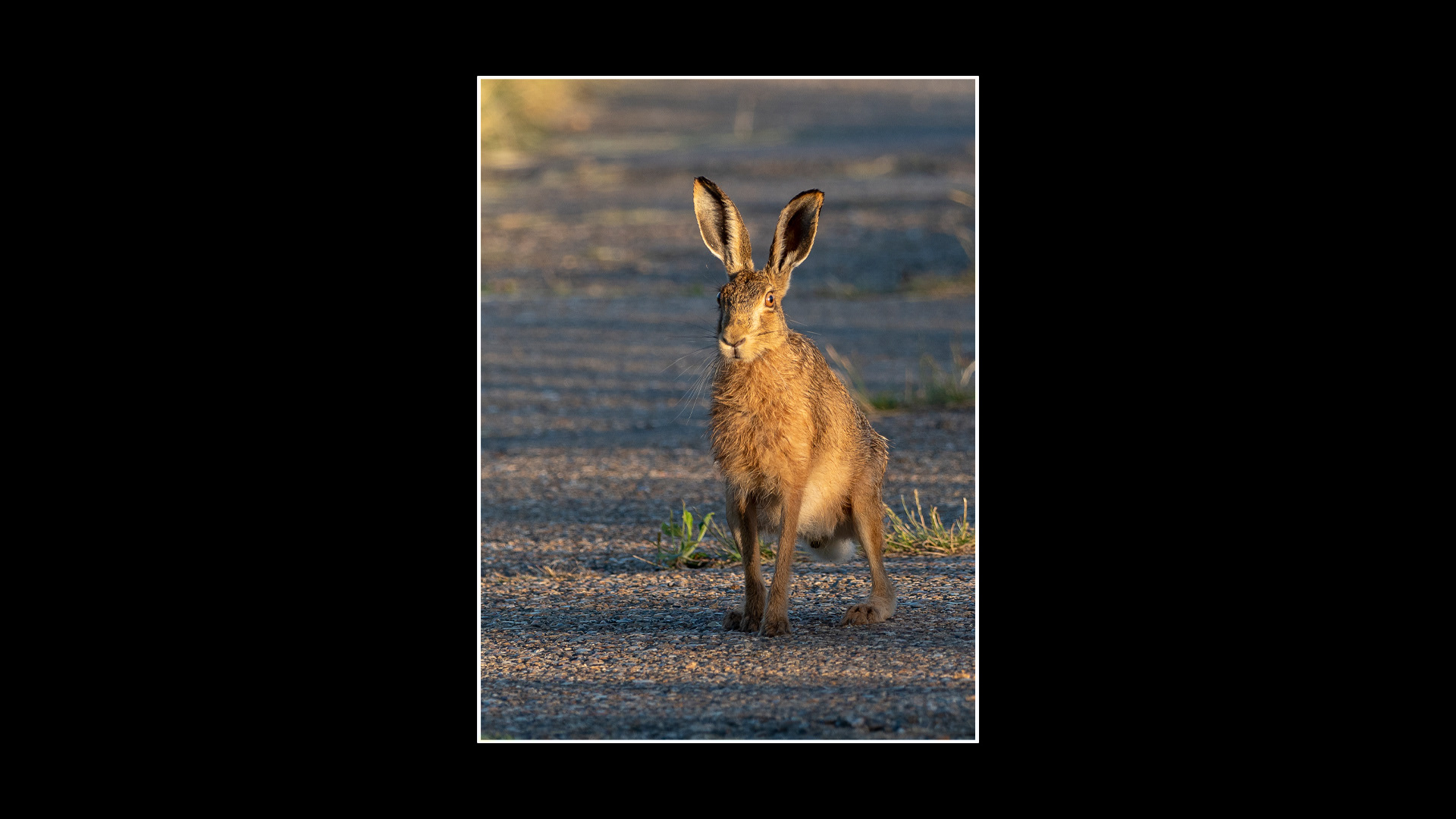 Brown Hare