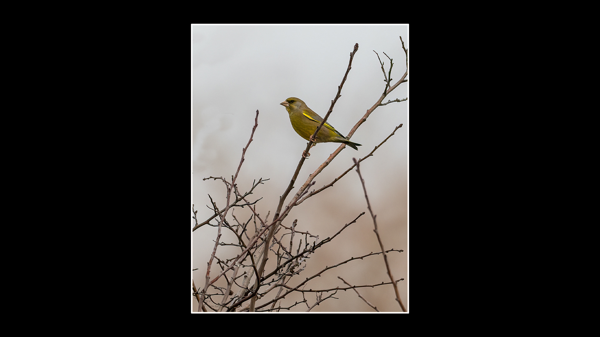 Greenfinch