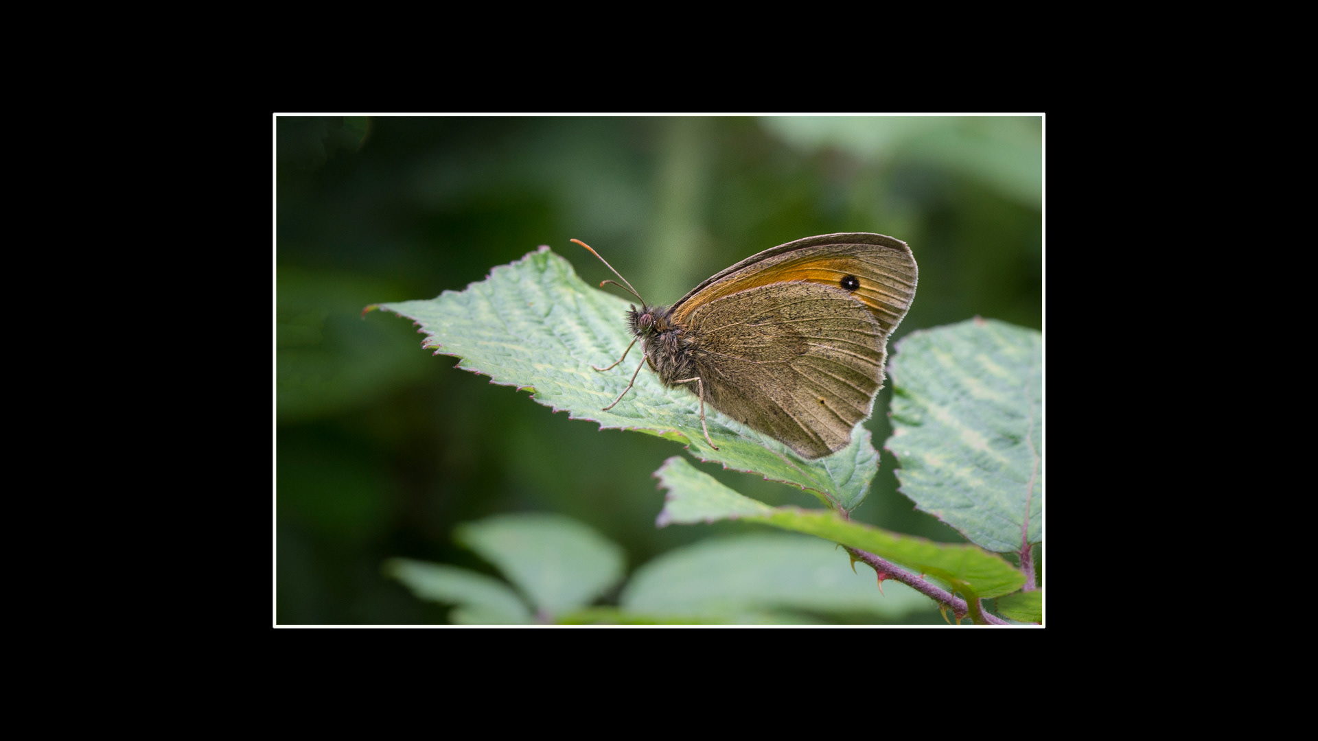 Meadow Brown