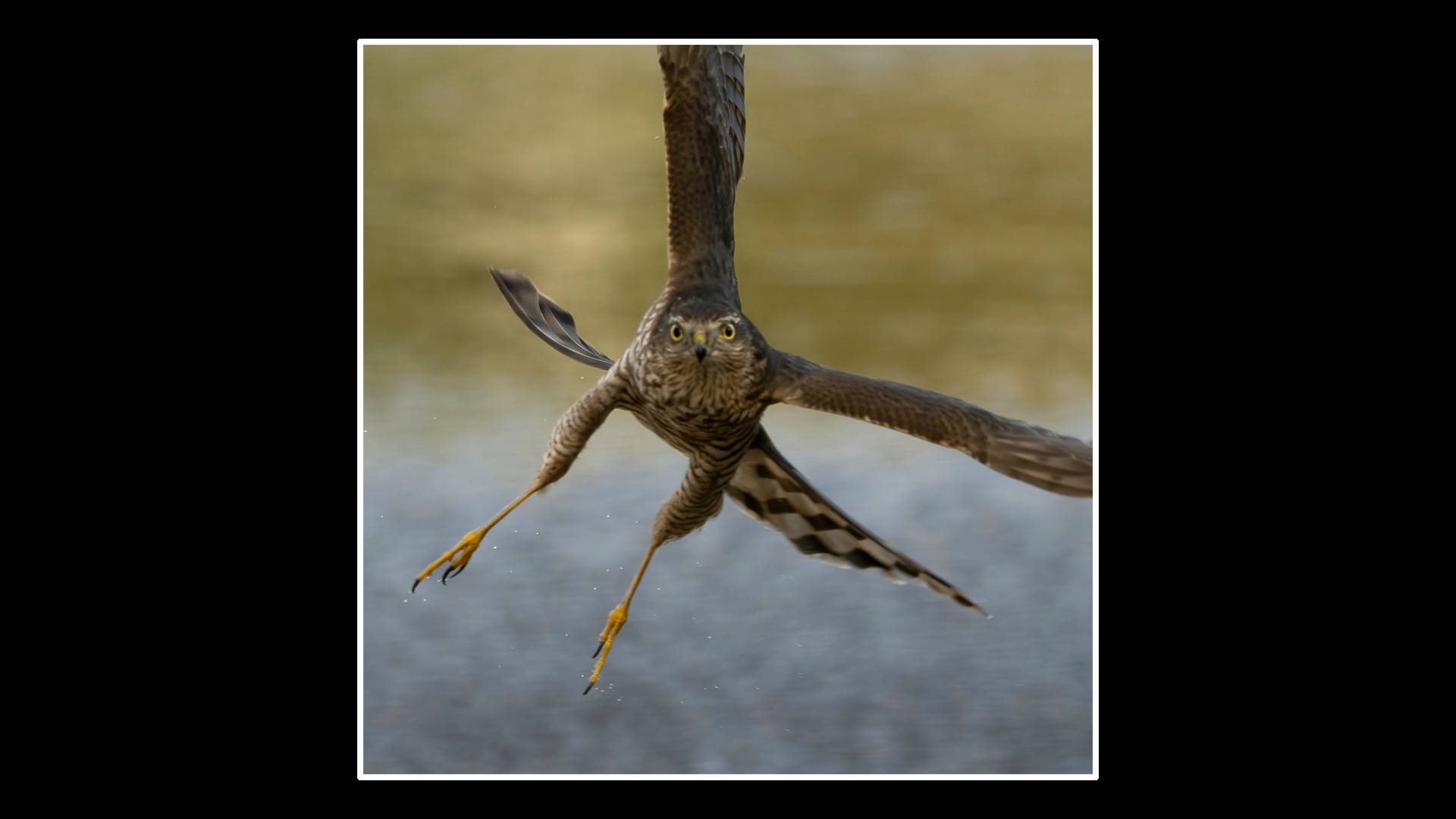 Sparrowhawk