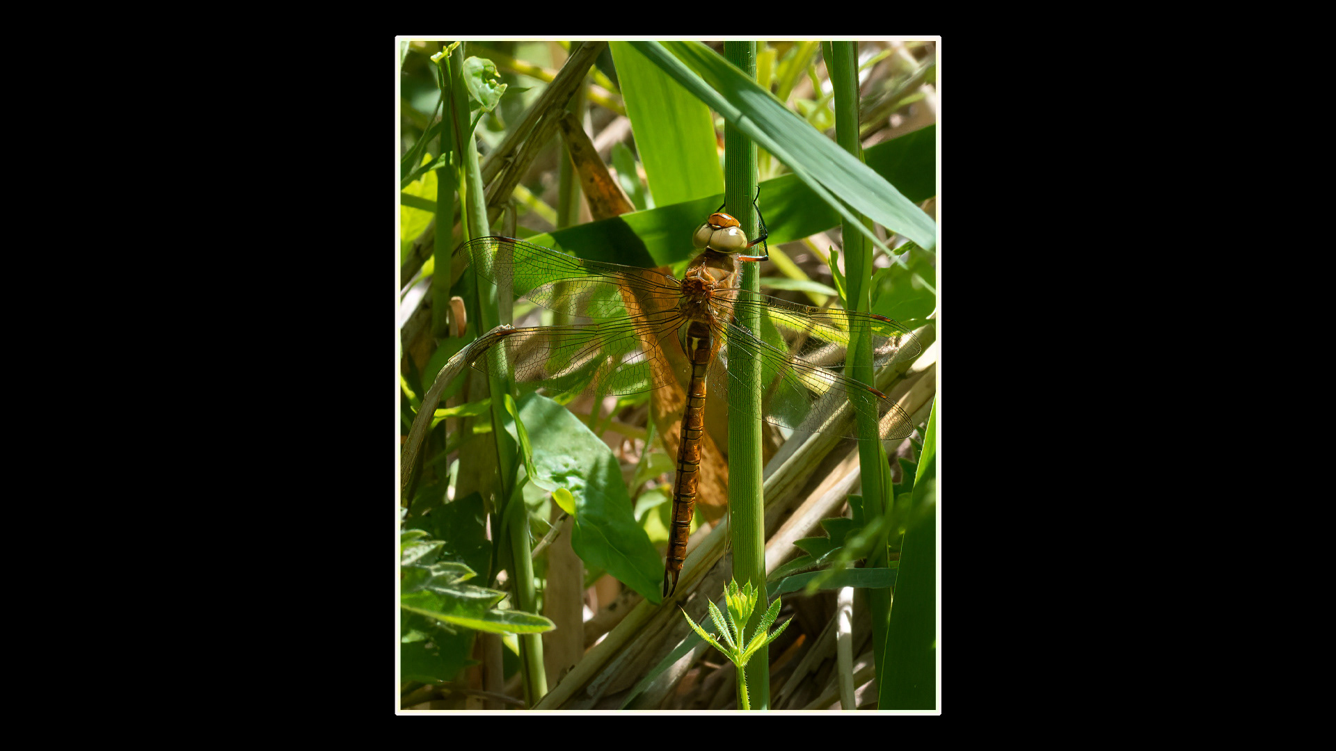 Norfolk Hawker