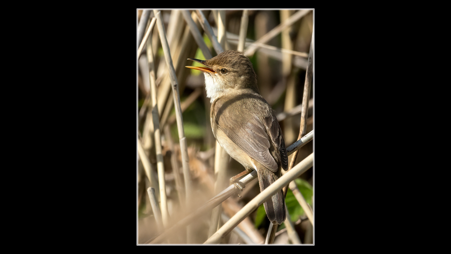 Whitethroat