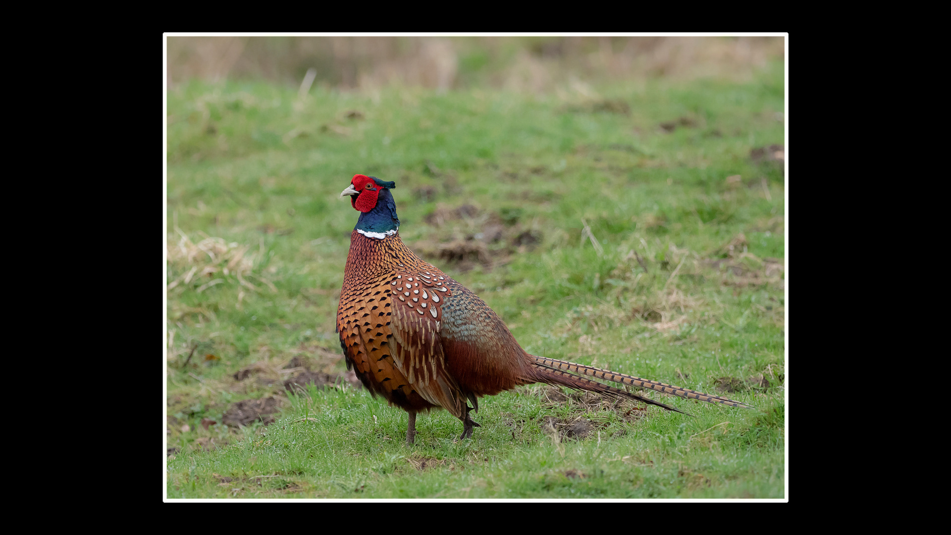 Pheasant (M)