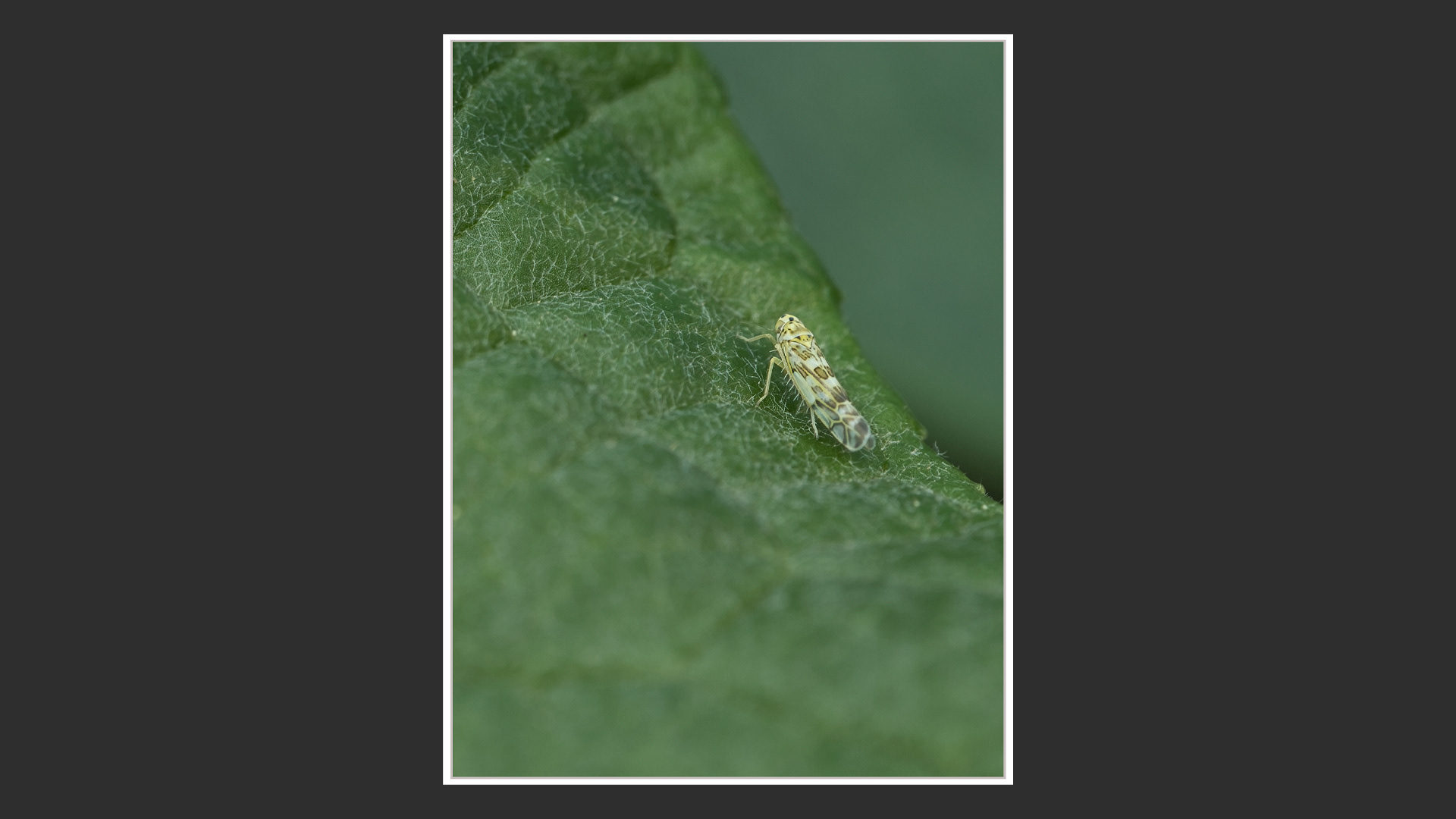 Leafhopper