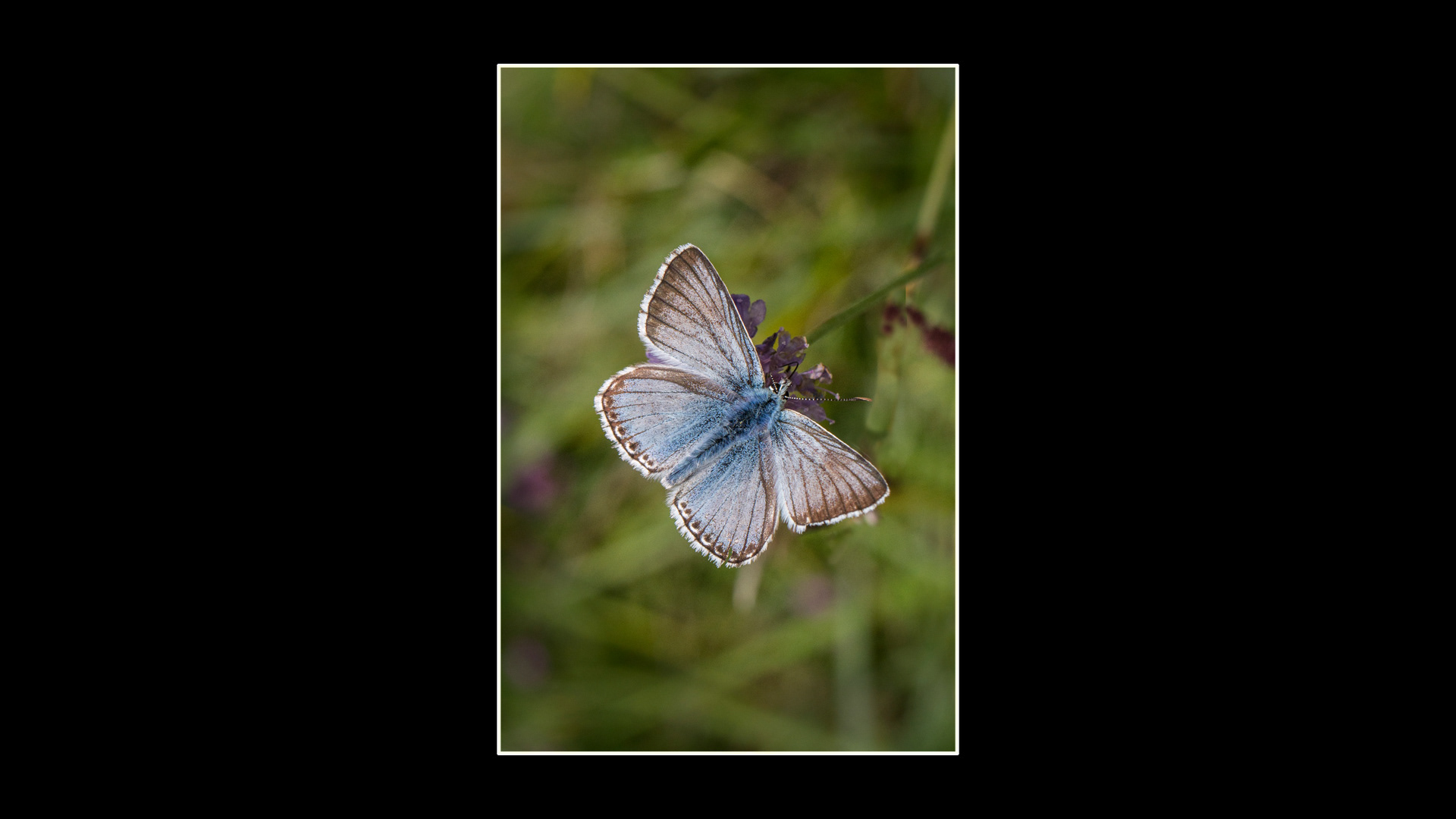 Chalk Hill Blue