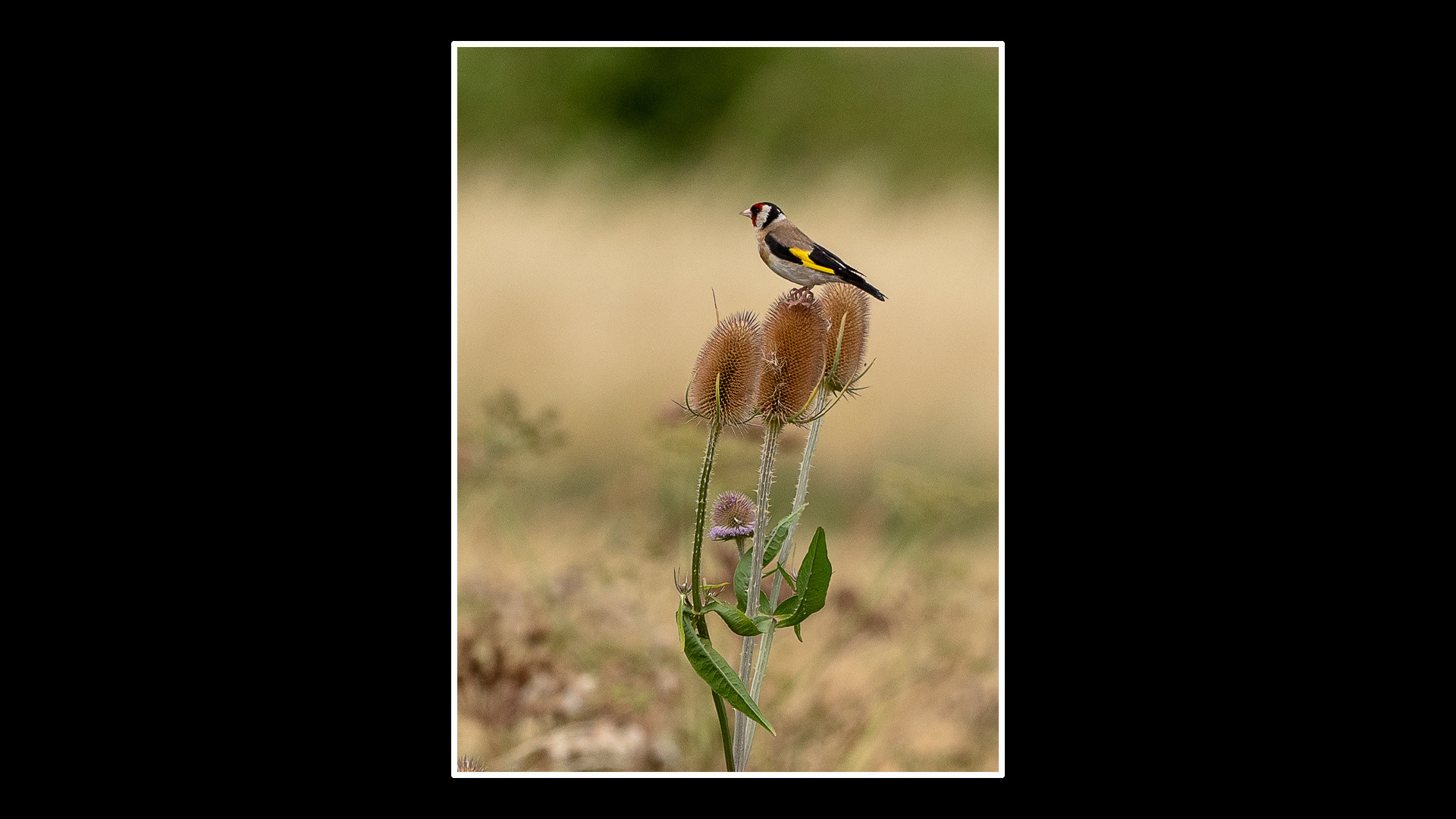 Goldfinch