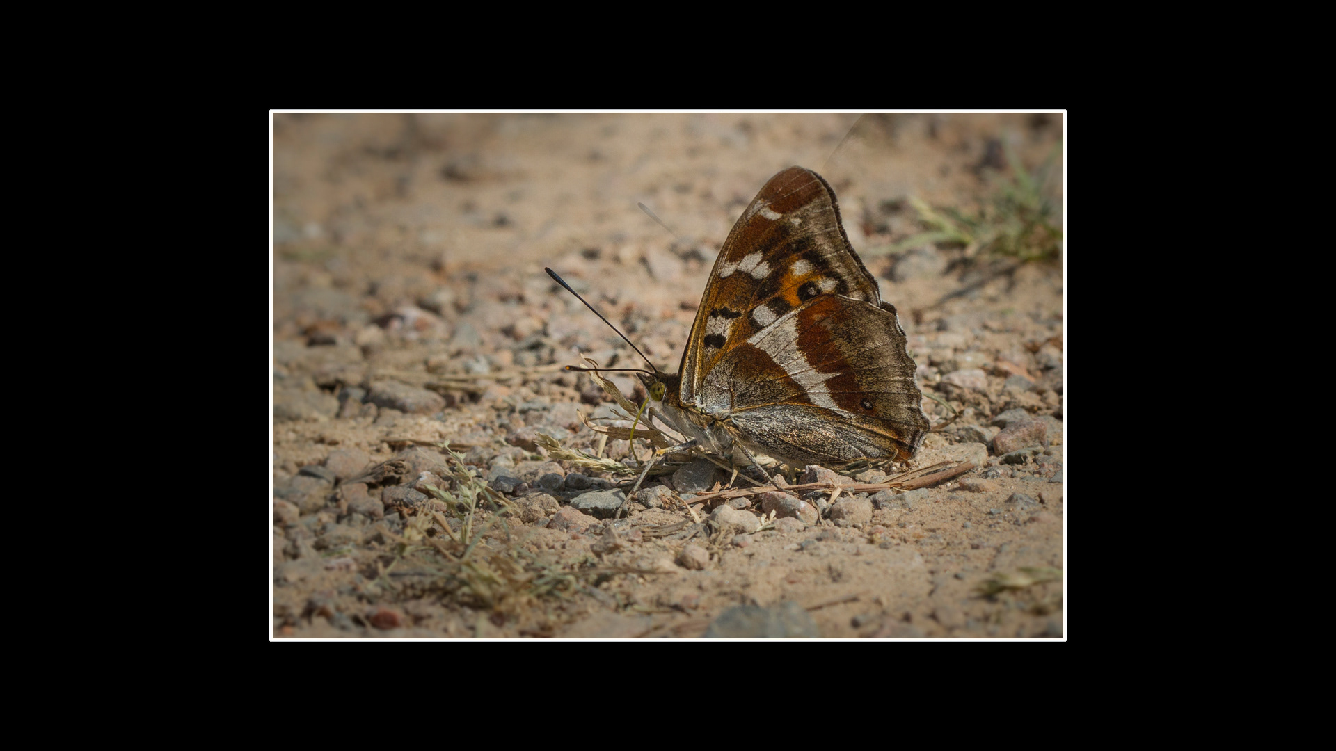 Purple Emperor