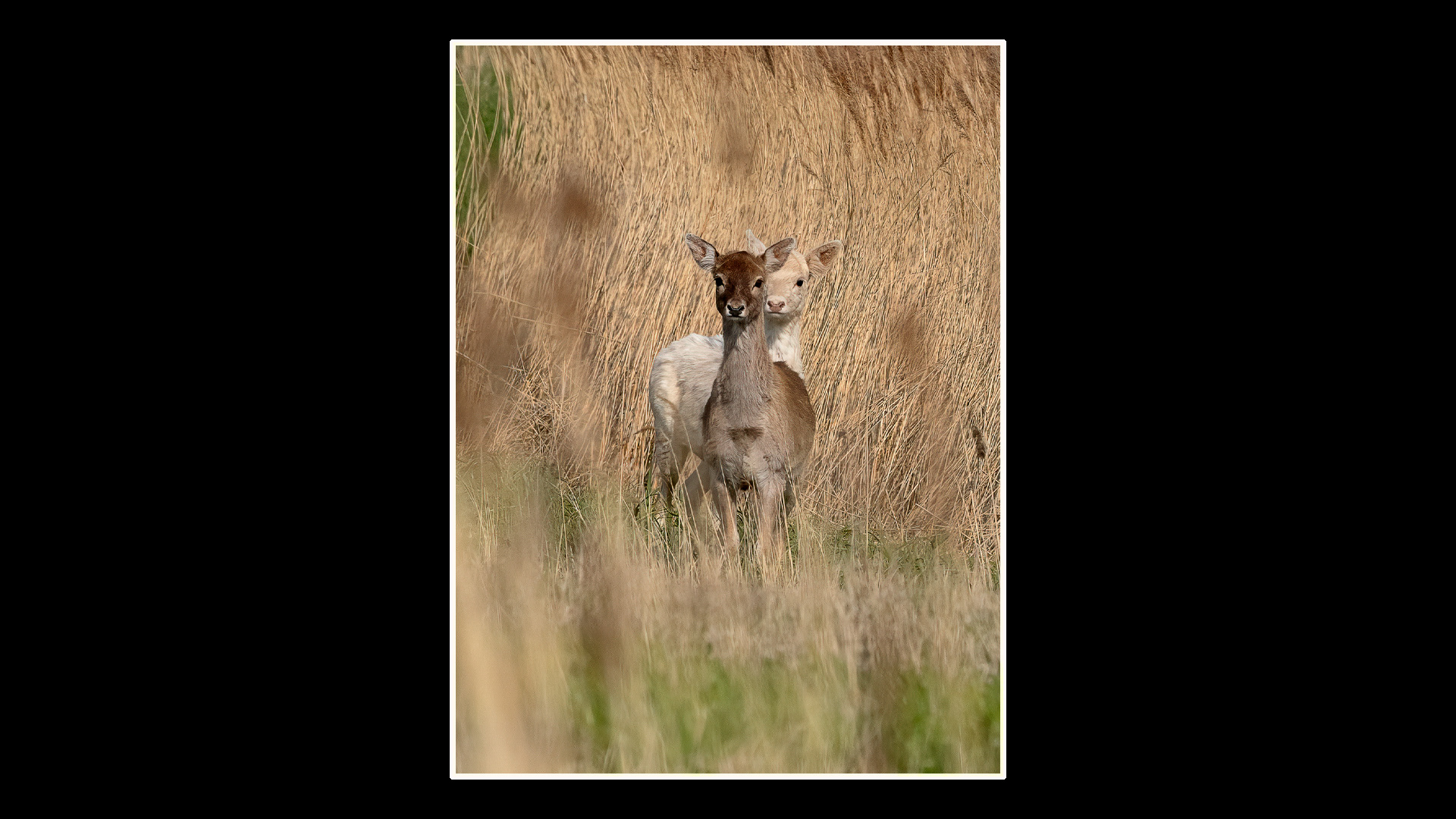 Roe Deer