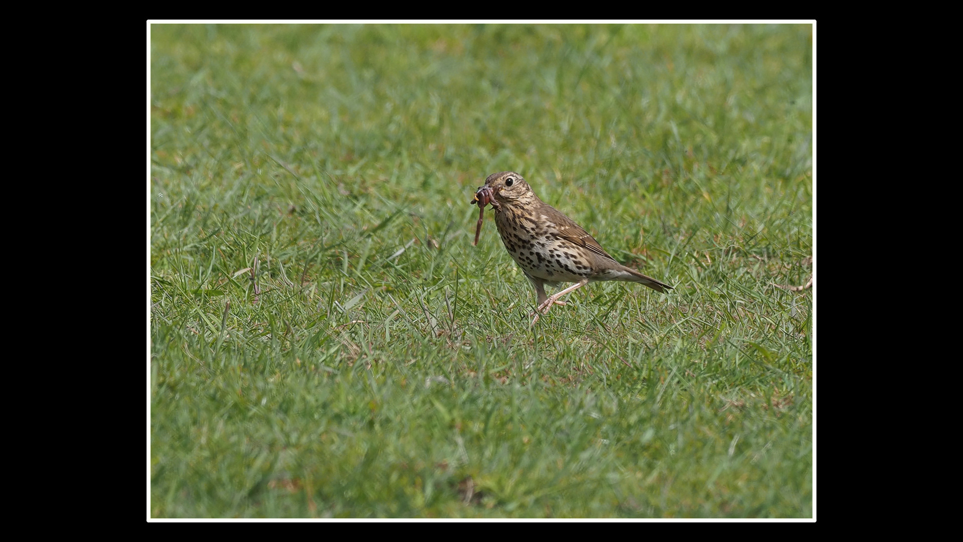 Song Thrush