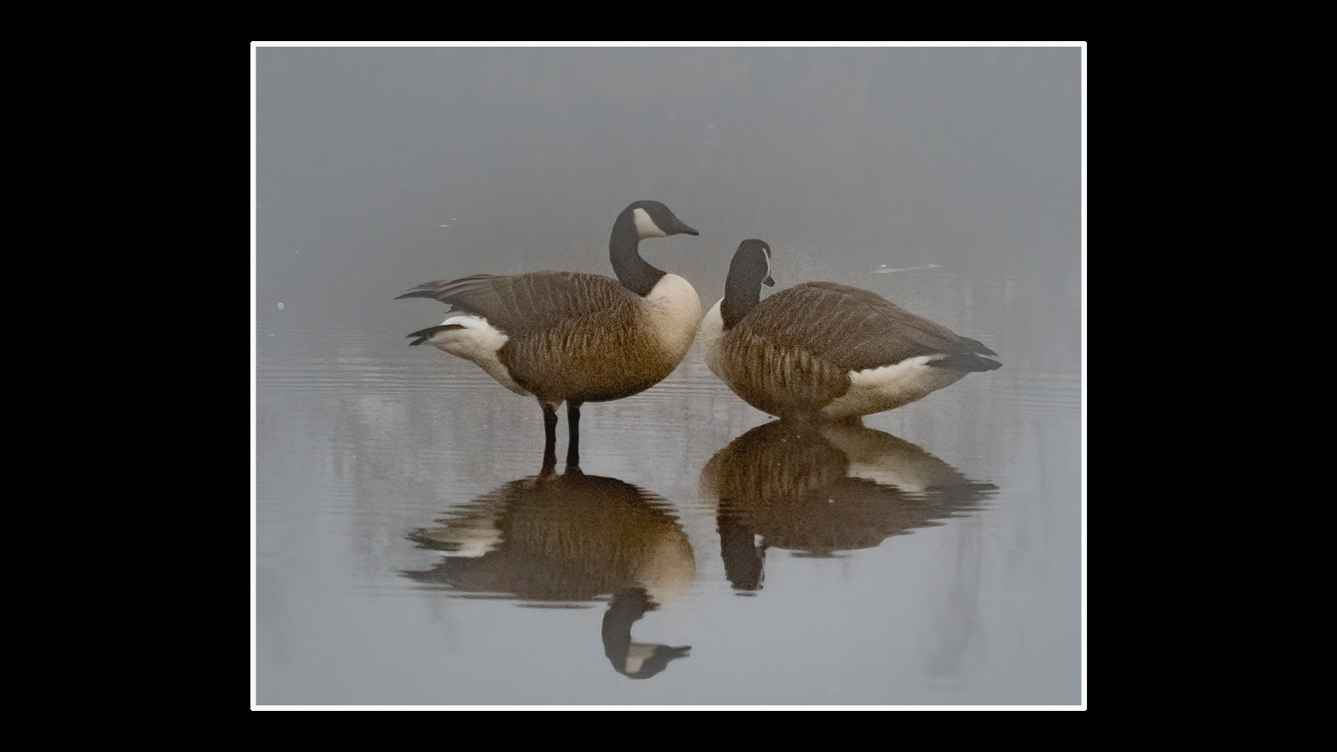 Canada Goose