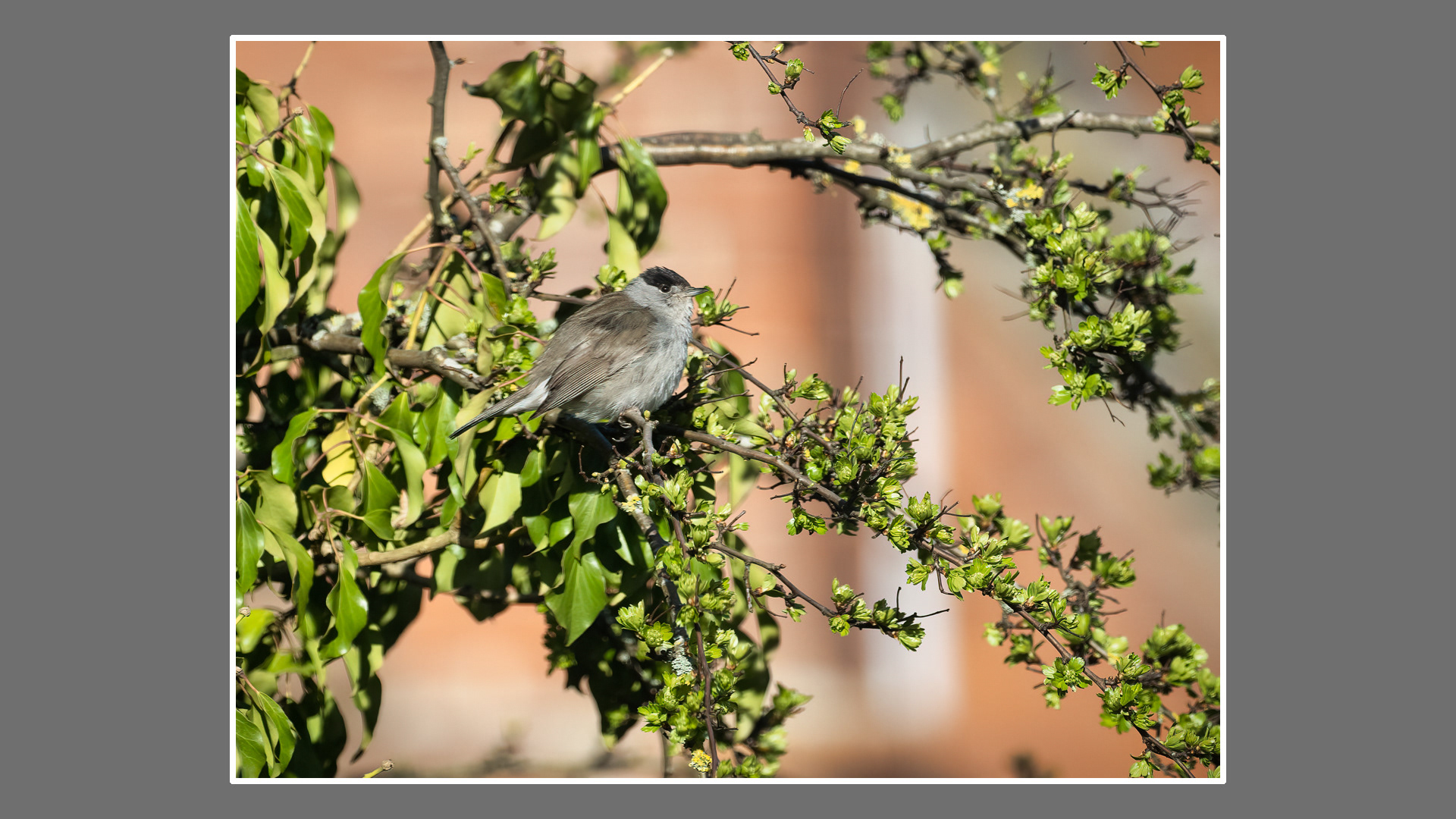 Blackcap (M)