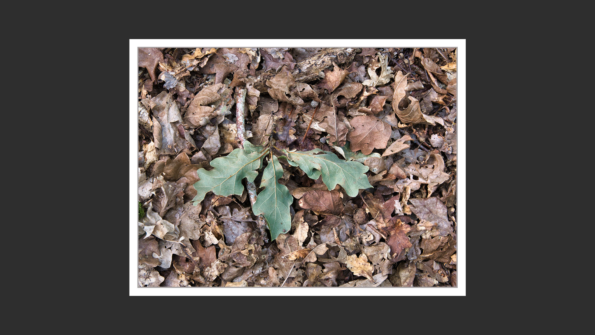 Oak on dead leaves