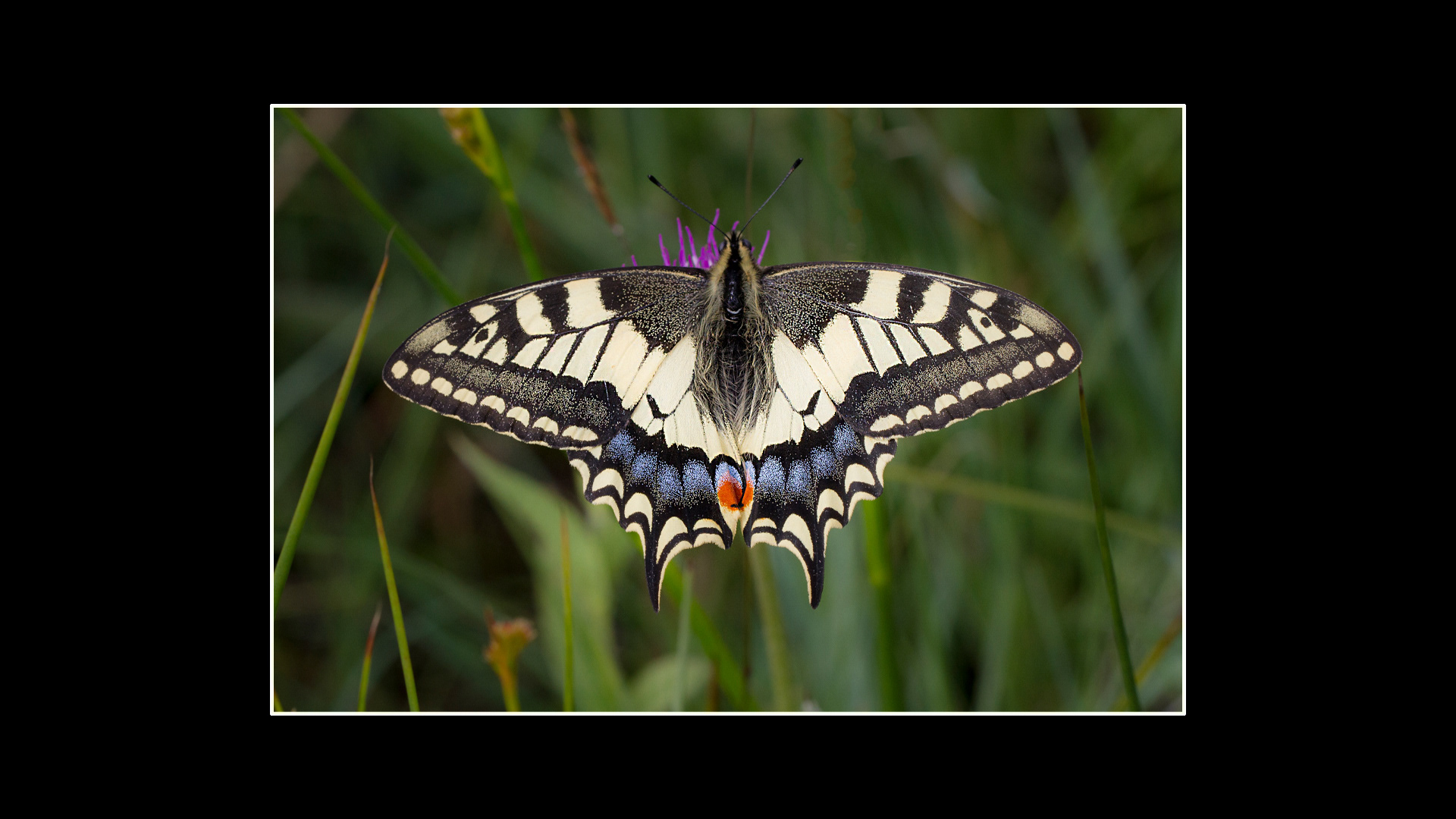 Swallowtail