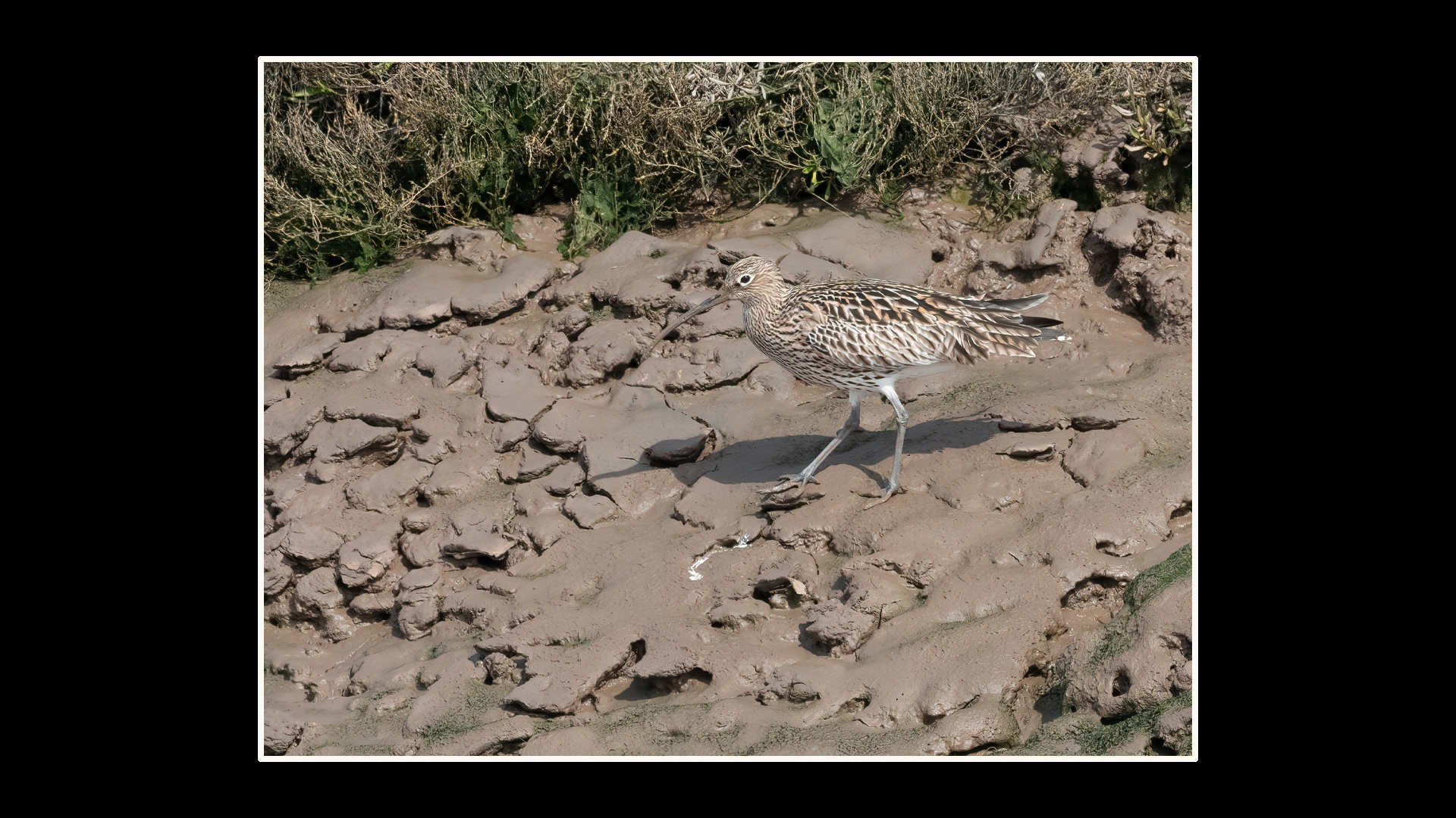 Curlew