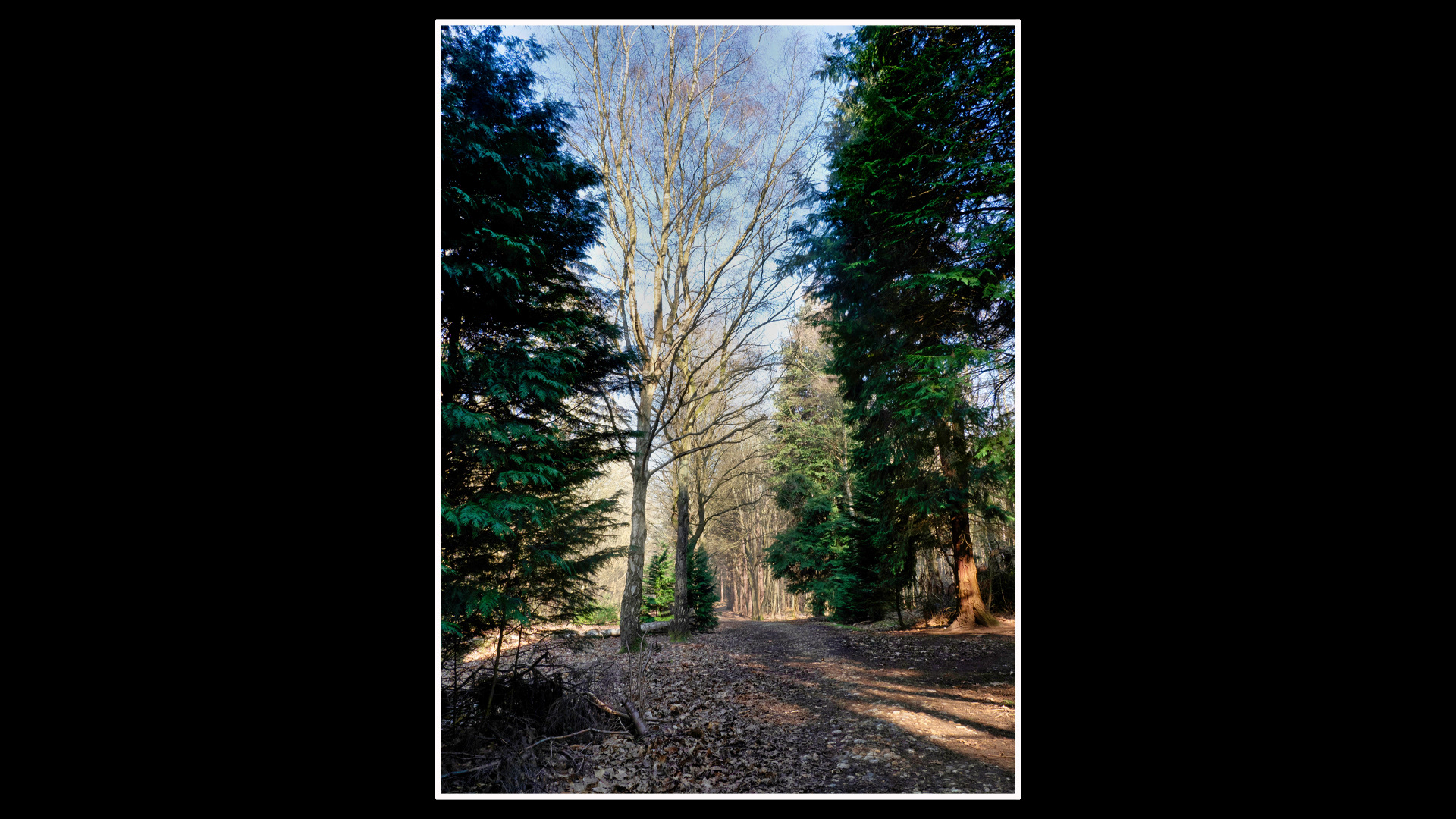 Shouldham Warren