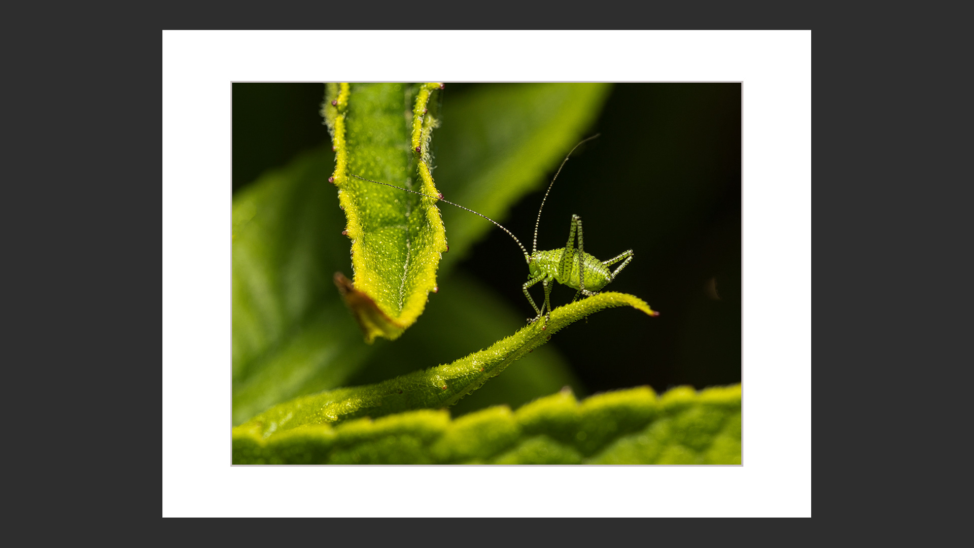 Speckled Bush Cricket Nymph
