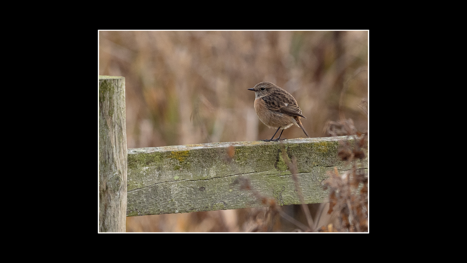 Stonechat