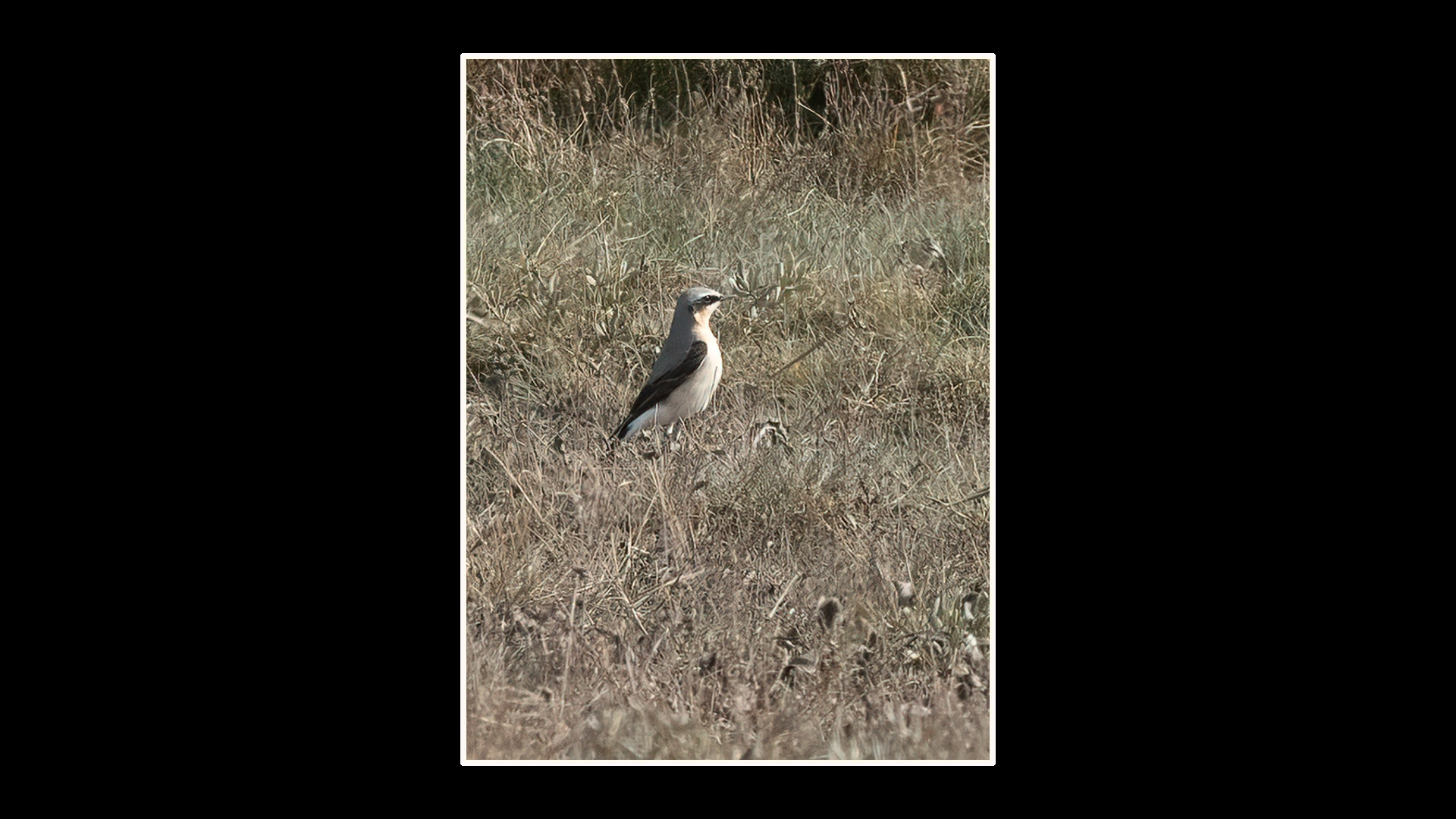 Wheatear