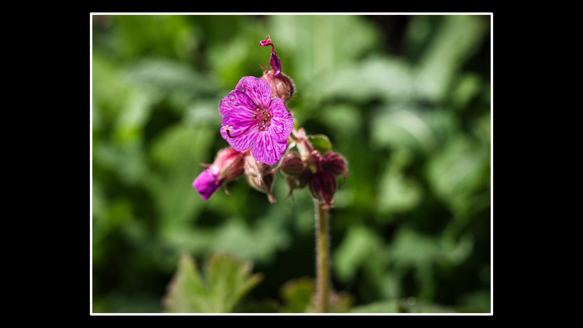 Geranium