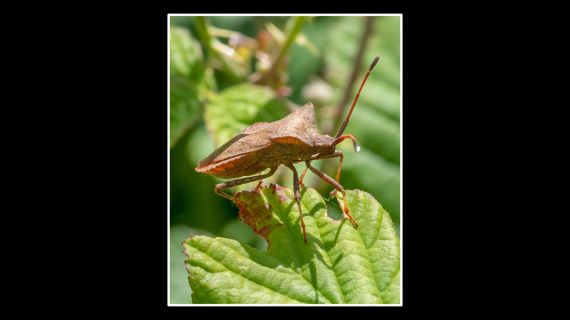 Brown Shield Bug