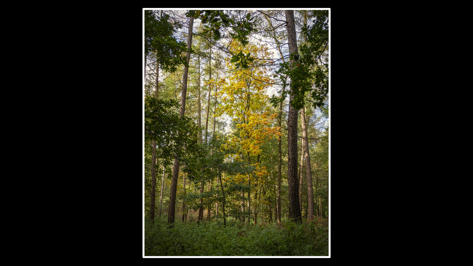 Sandringham