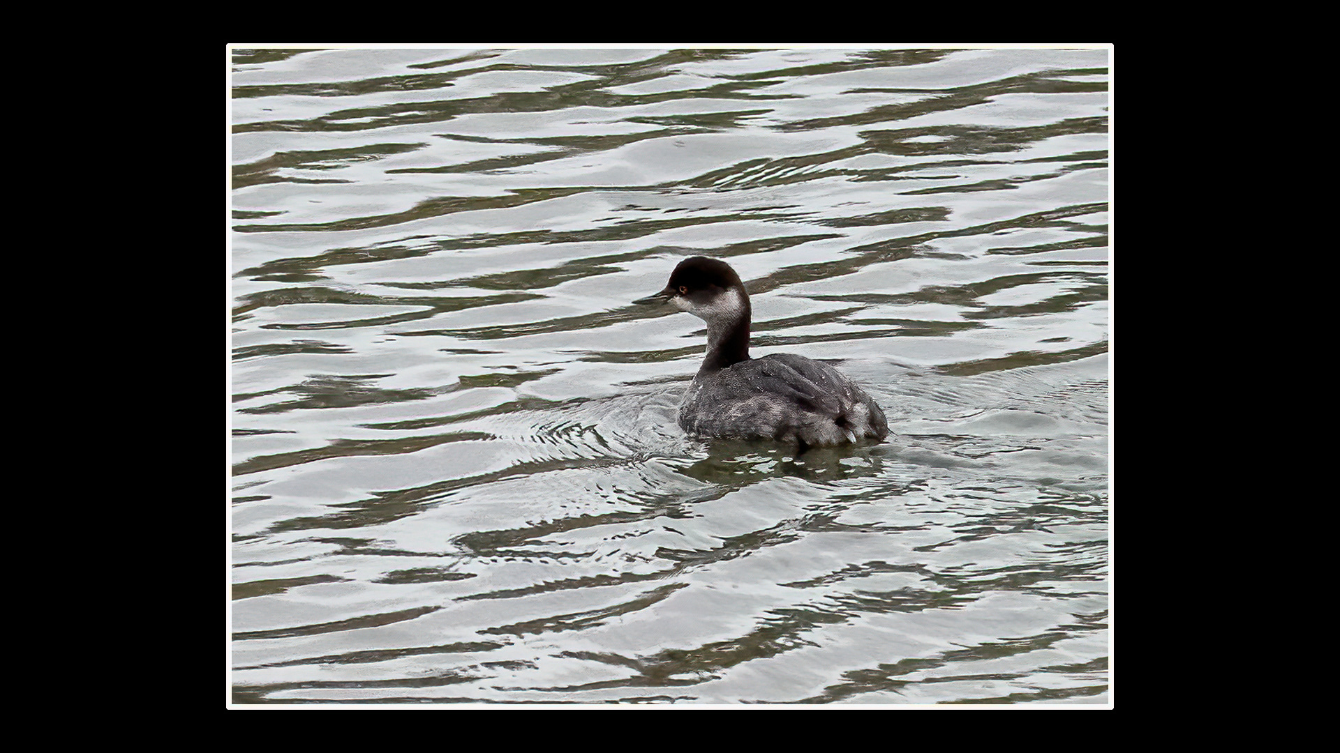 Black-necked Grebe