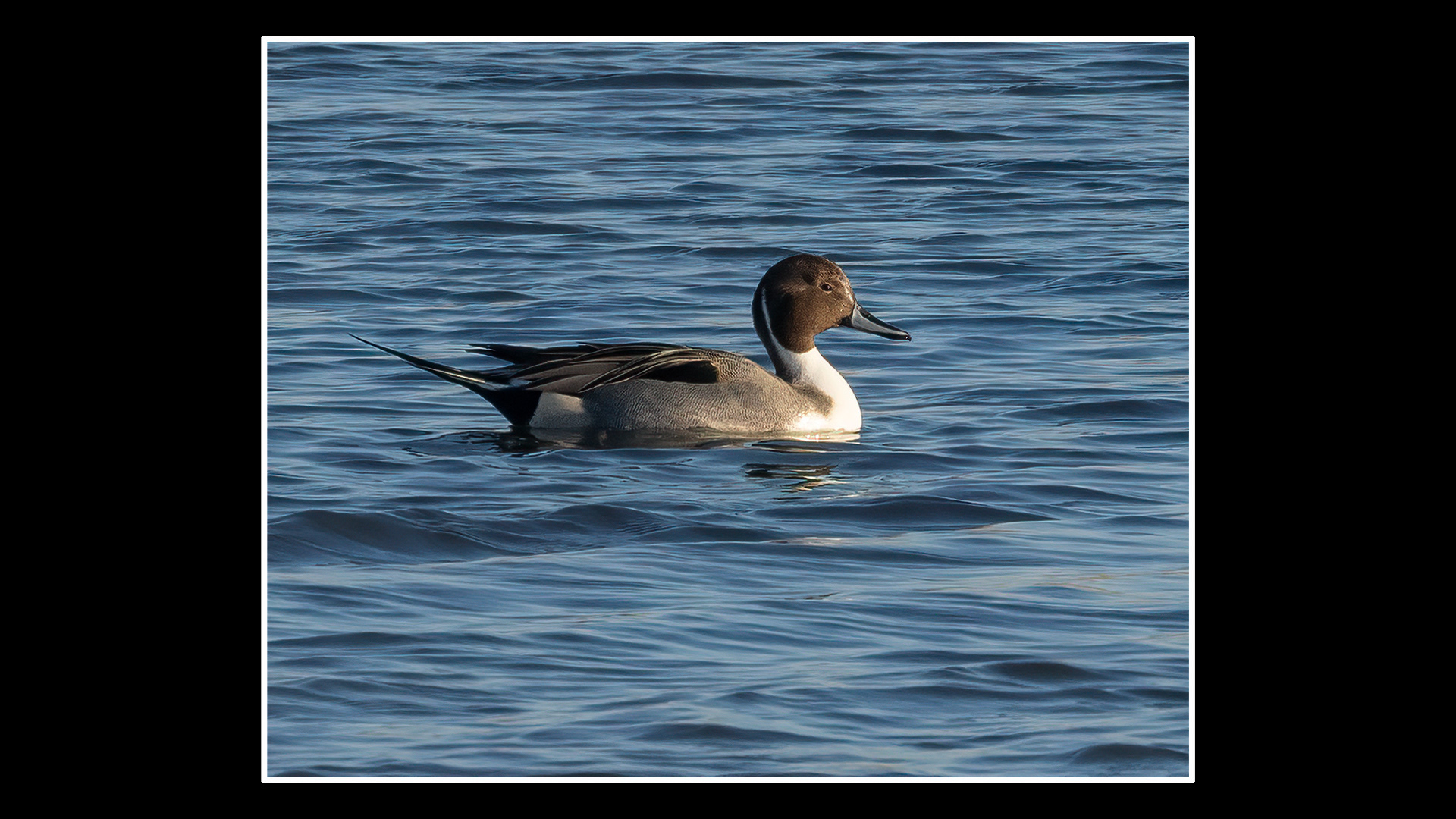 Pintail (M)