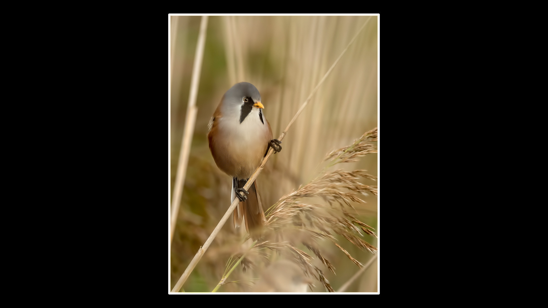 Bearded Reedling