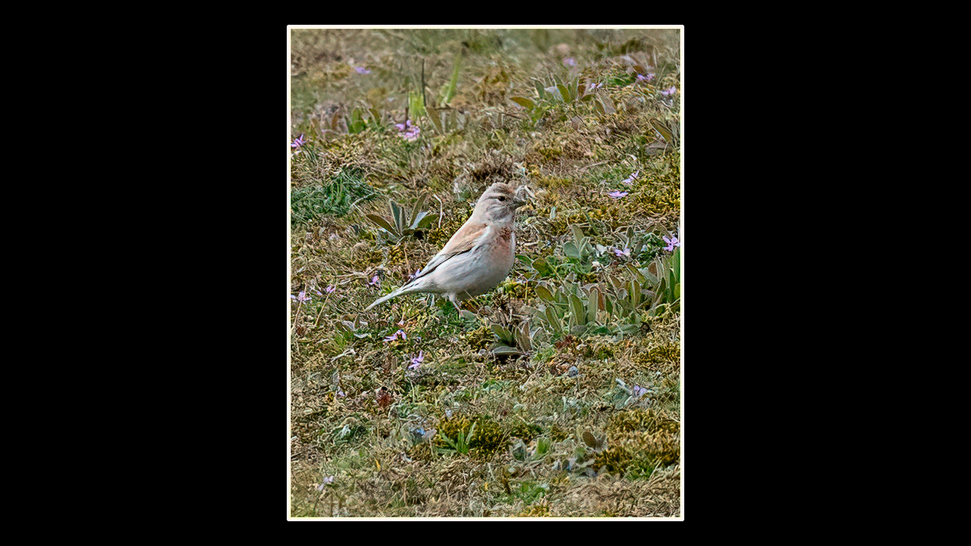 Linnet  (Leucistic)