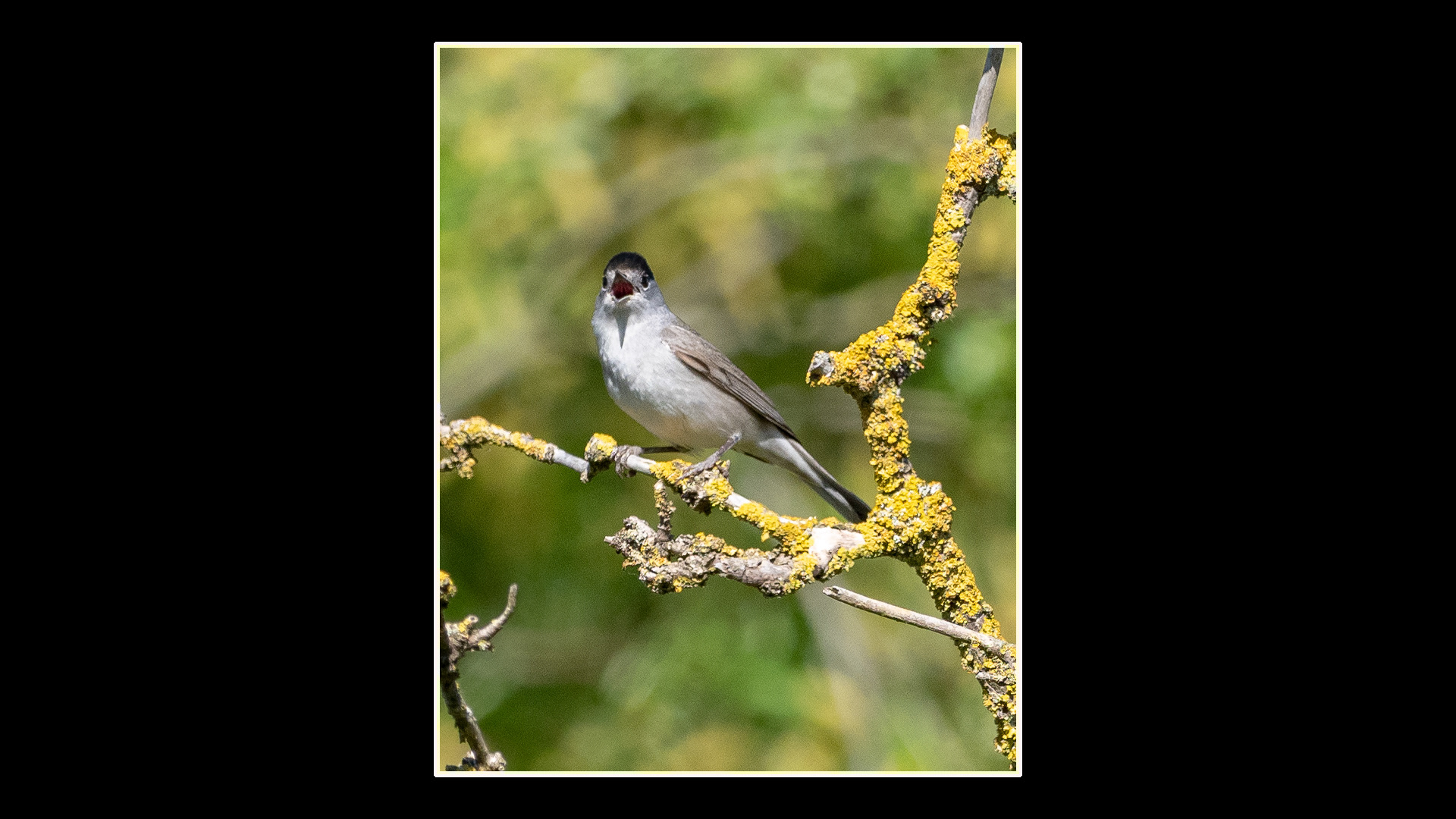 Blackcap (M)