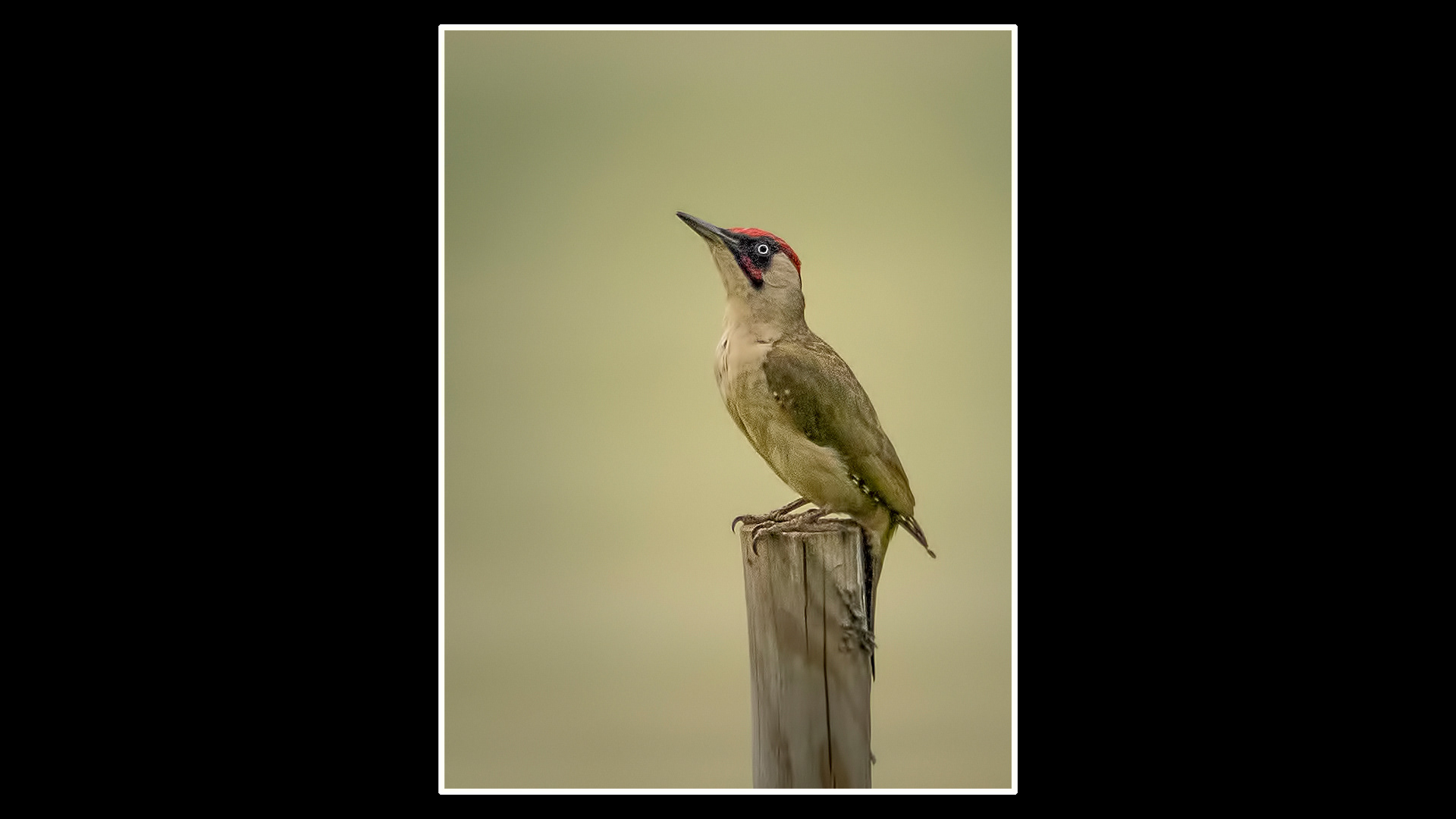 Green Woodpecker