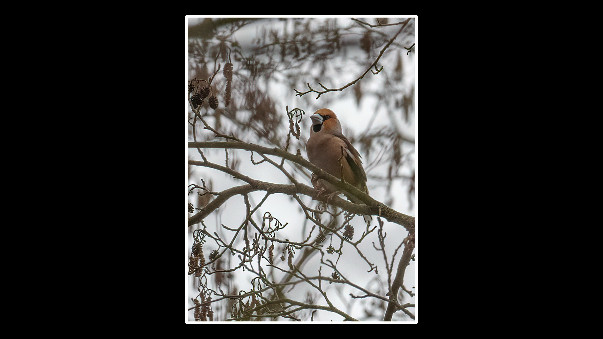 Hawfinch