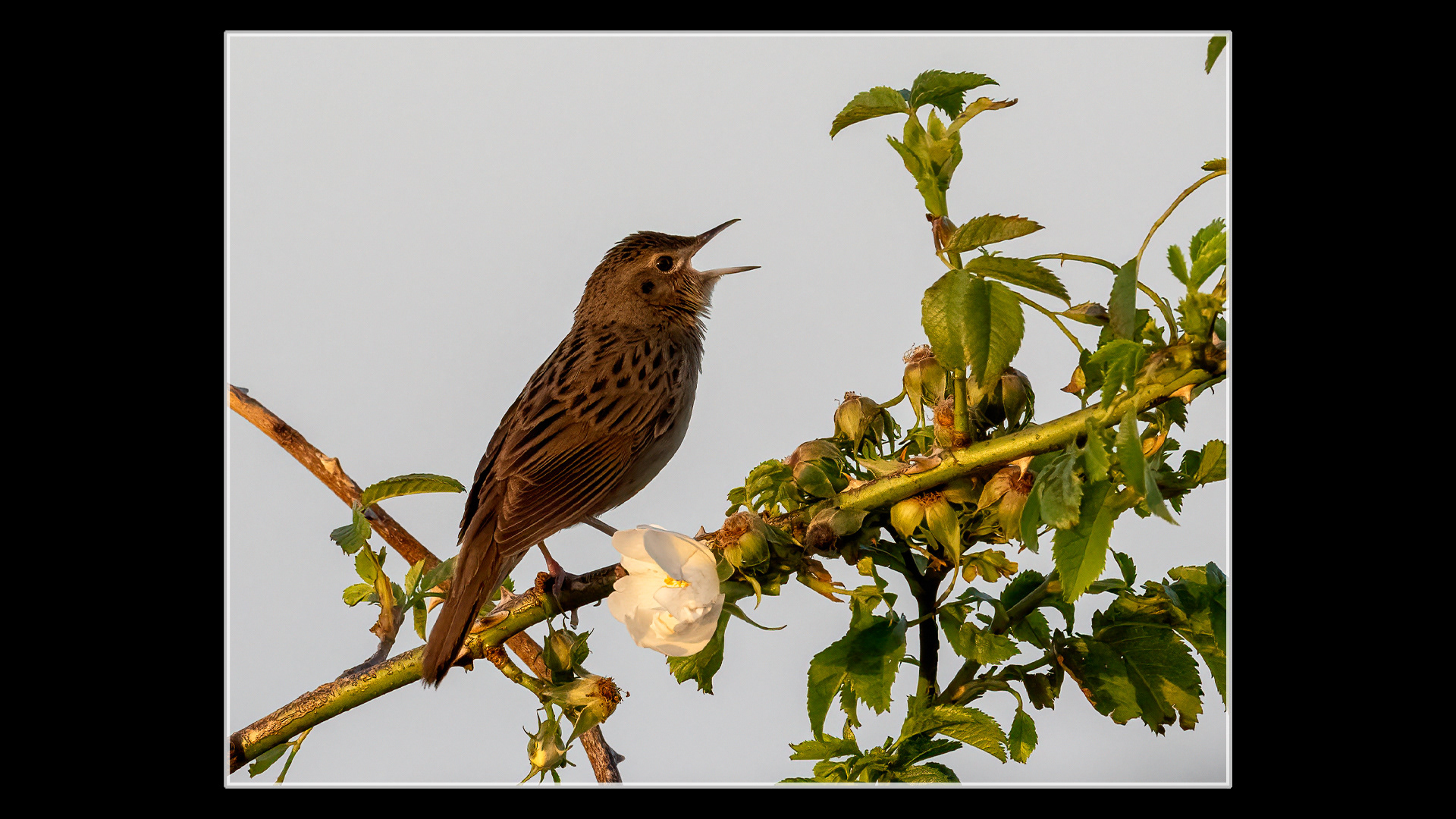 Grasshopper Warbler