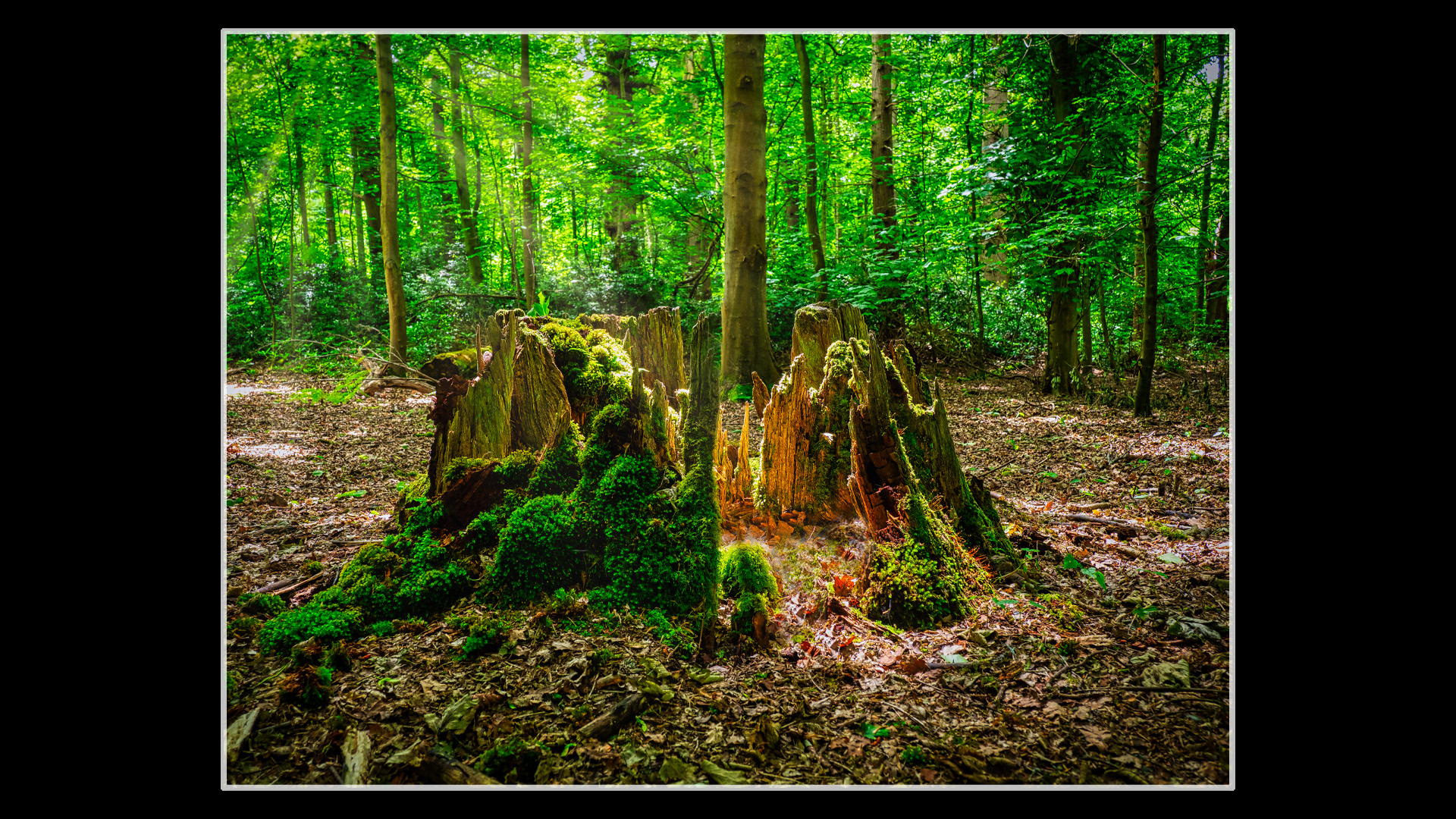 Stumps