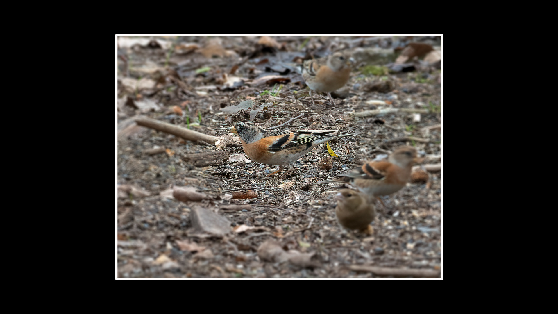 Brambling